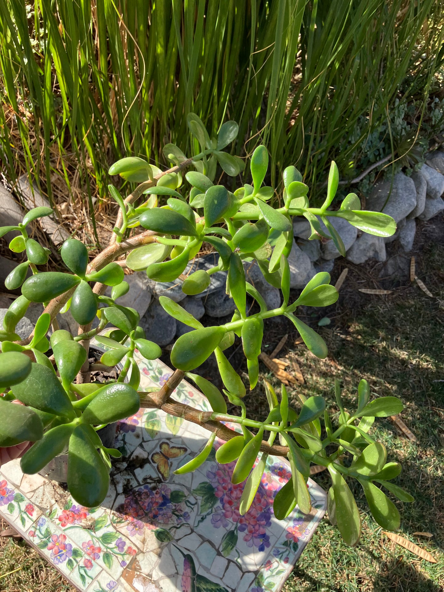 Crassula Ovata Money Jade 22”T 19"W #5B