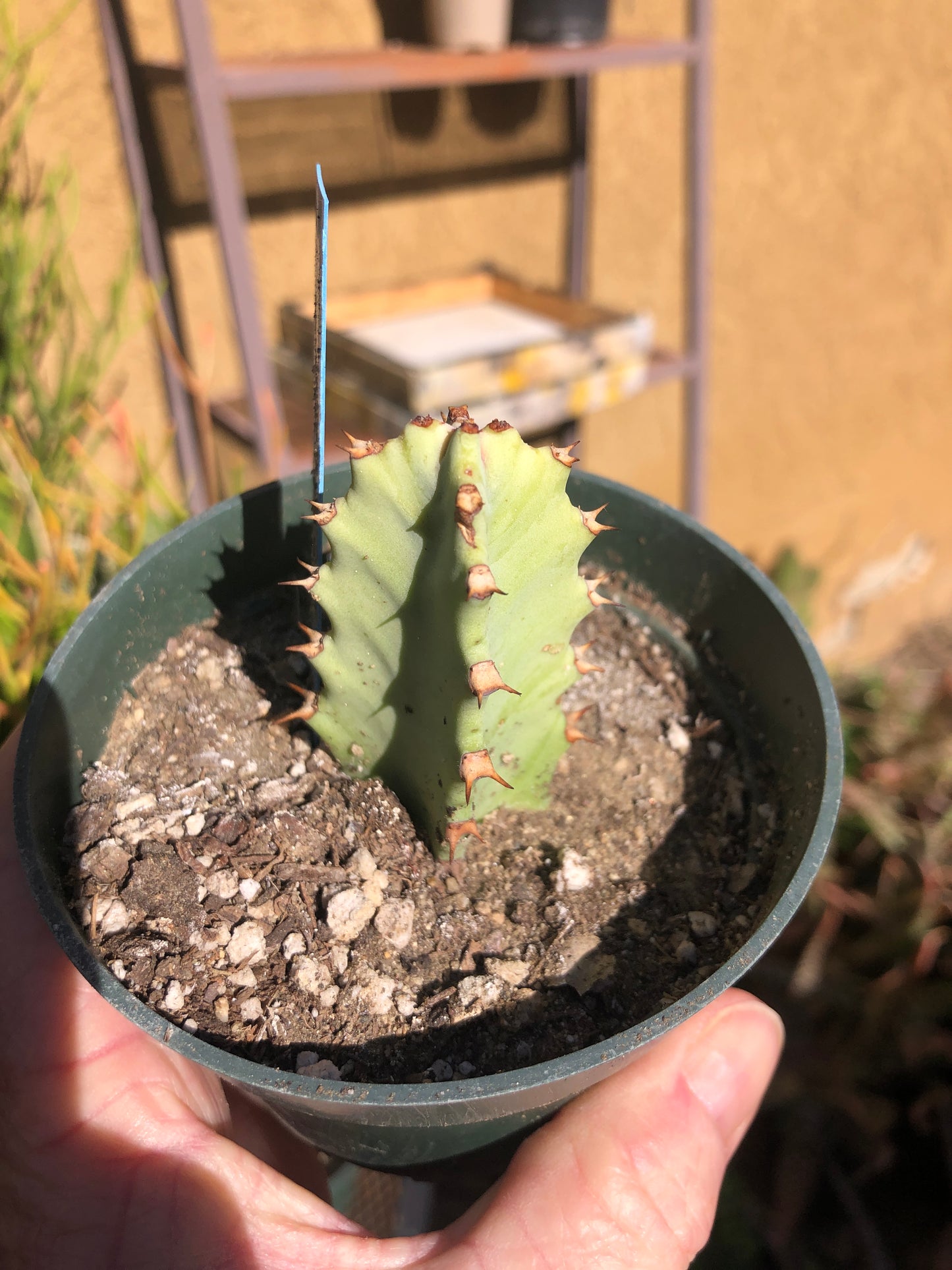 Euphorbia resinifera Moroccan Mound 3"Tall #6B