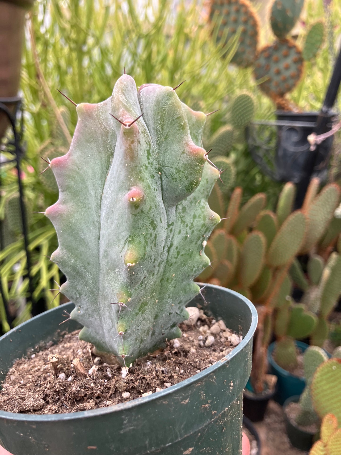 Lemaireocereus pruinosus Grey Ghost  4"Tall 2.5"Wide #219B