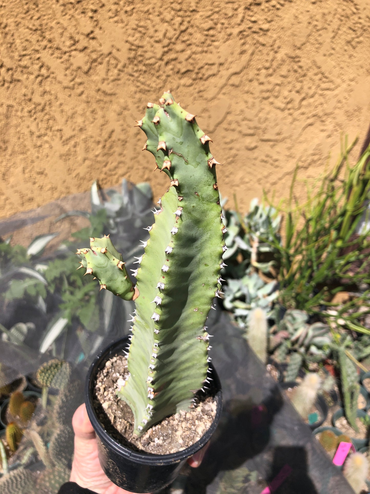 Euphorbia resinifera Moroccan Mound 9"Tall #901W