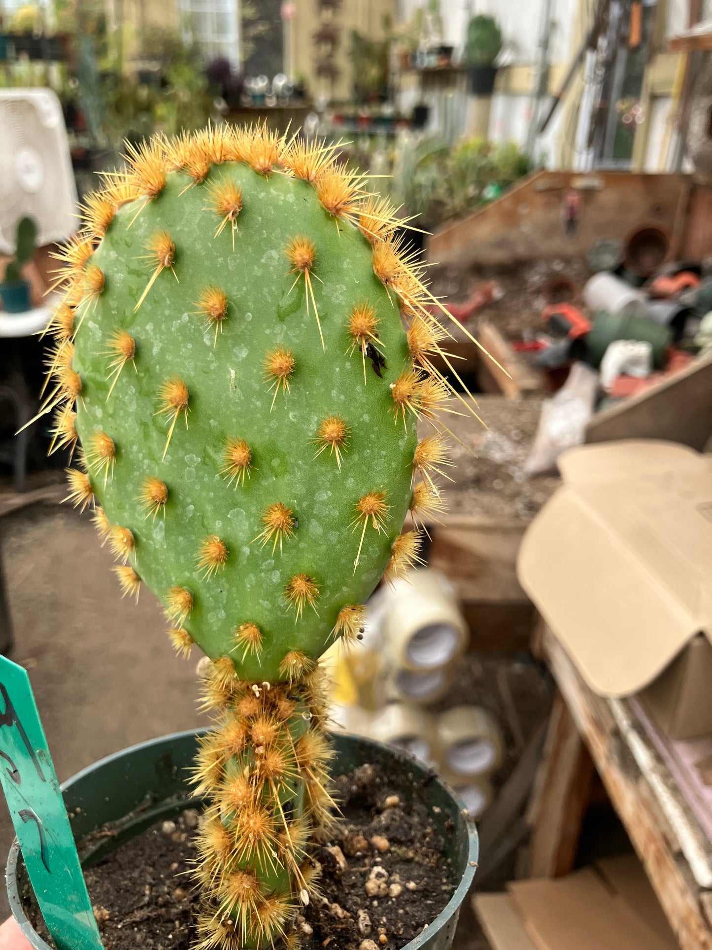 Opuntia Chenille Prickly Pear 7"Tall  #54G