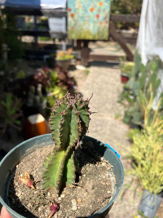 Euphorbia anoplia Green Tanzanian Zipper 5"Tall #215B