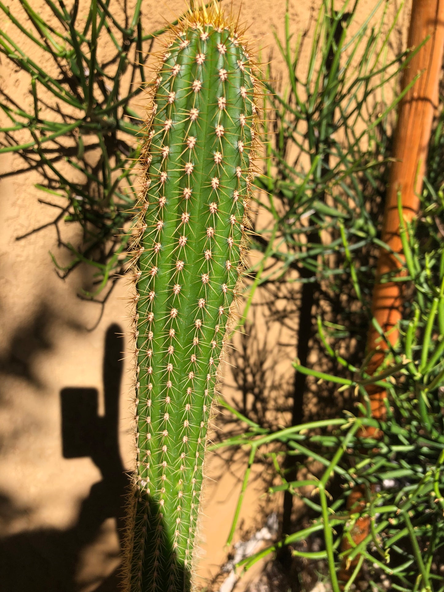 Golden Torch Cactus - Trichocereus spachianus 16" Tall #4P