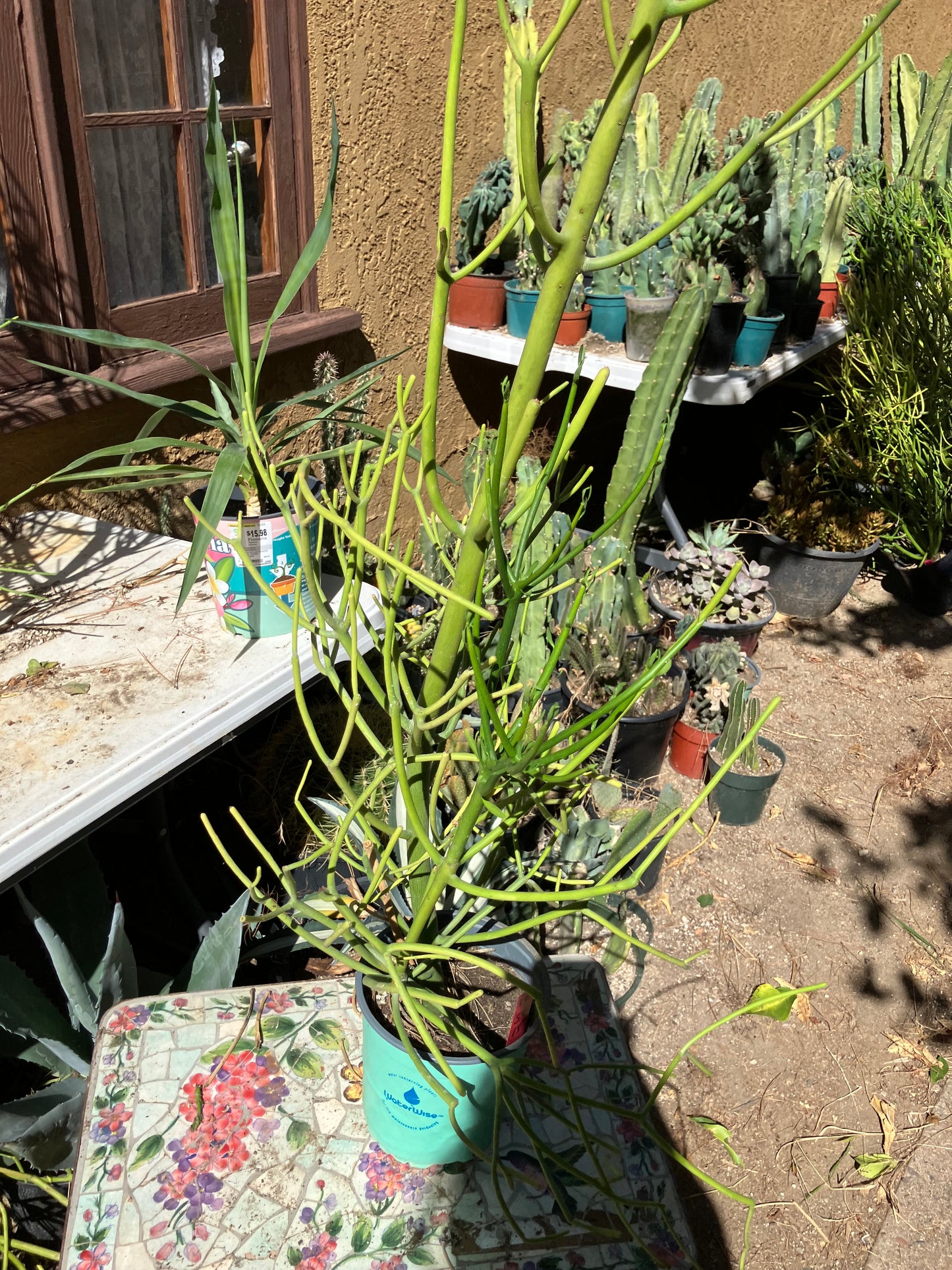 Euphorbia tirucalli Pencil Cactus/Succulent 50"Tall 15"Wide #10R