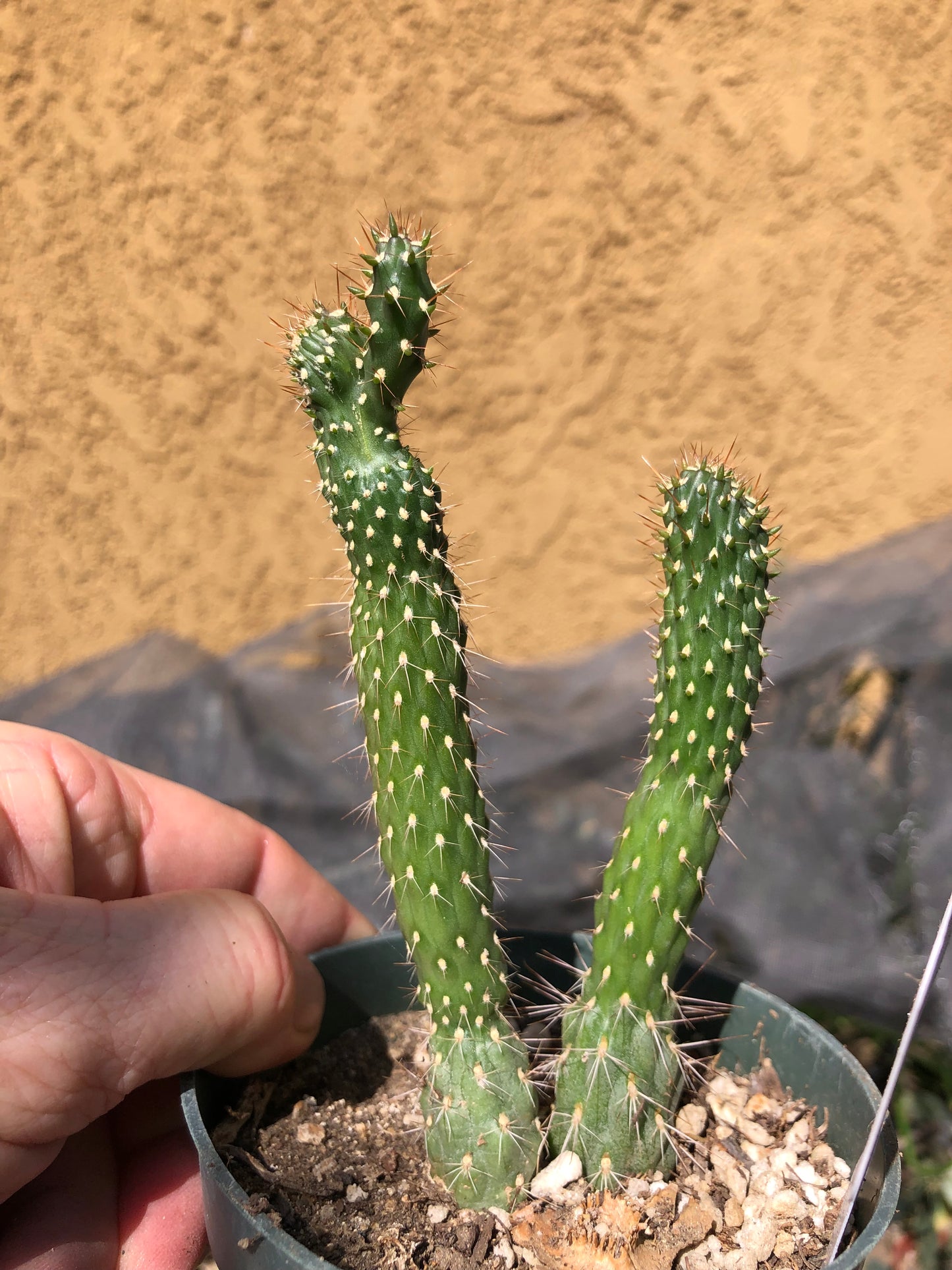 Cylindropuntia fulgida Cholla Boxing Glove Cactus Crest 5"Tall #3W