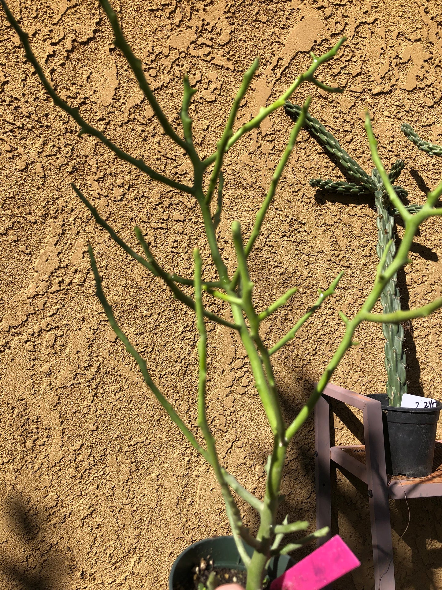 Euphorbia Tirucalli Briar Patch 12”Tall #8P