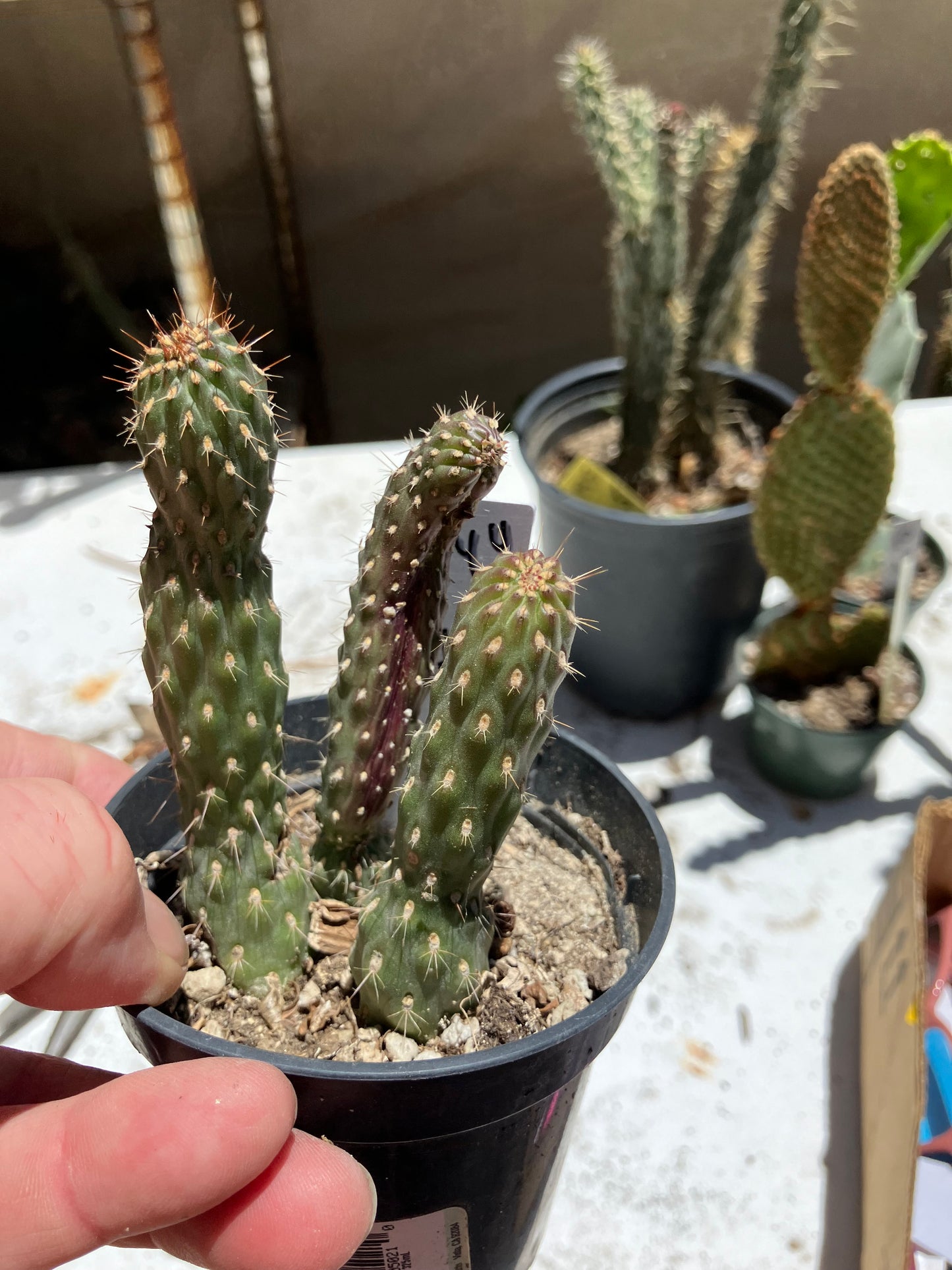 Cylindropuntia fulgida Cholla Boxing Glove Cactus Crest 4"Tall #044W