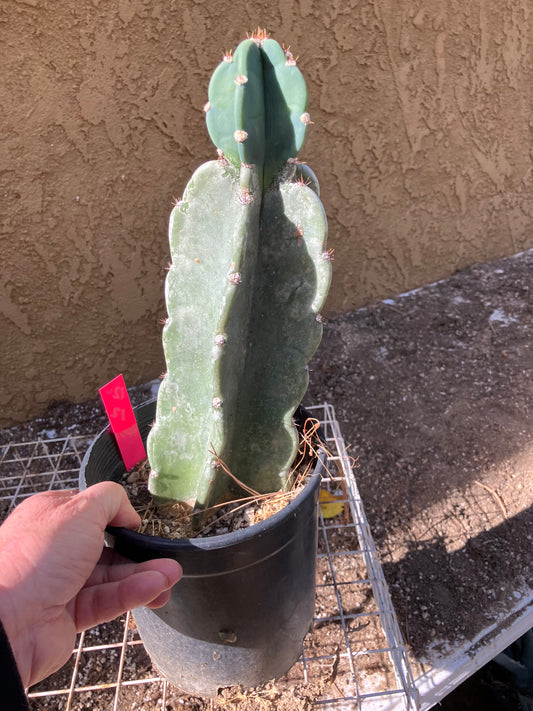 Cereus Peruvianus  Night Blooming 12"Tall  #120P