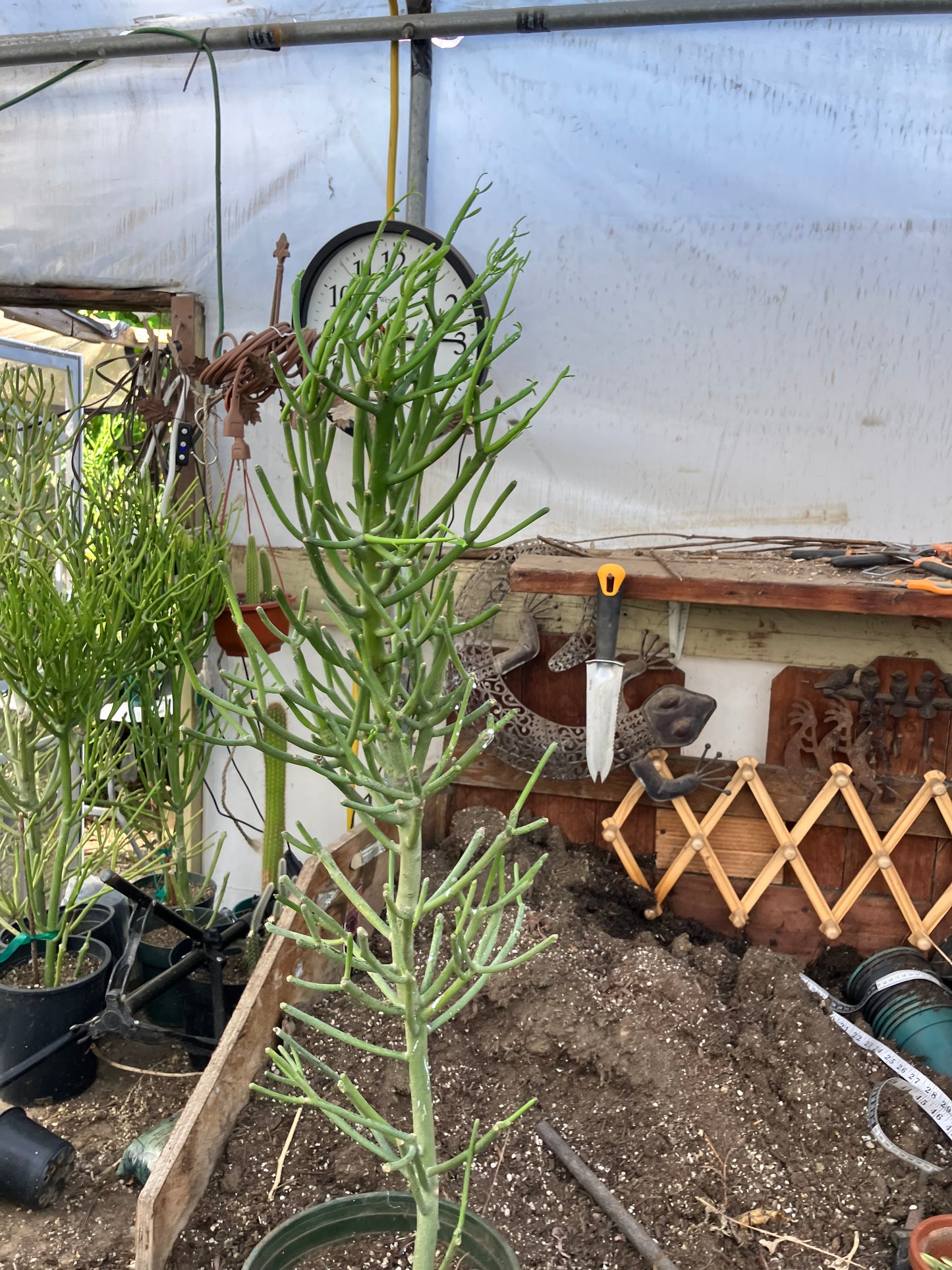 Euphorbia tirucalli Fire Stick 36"Tall 11"Wide #7G