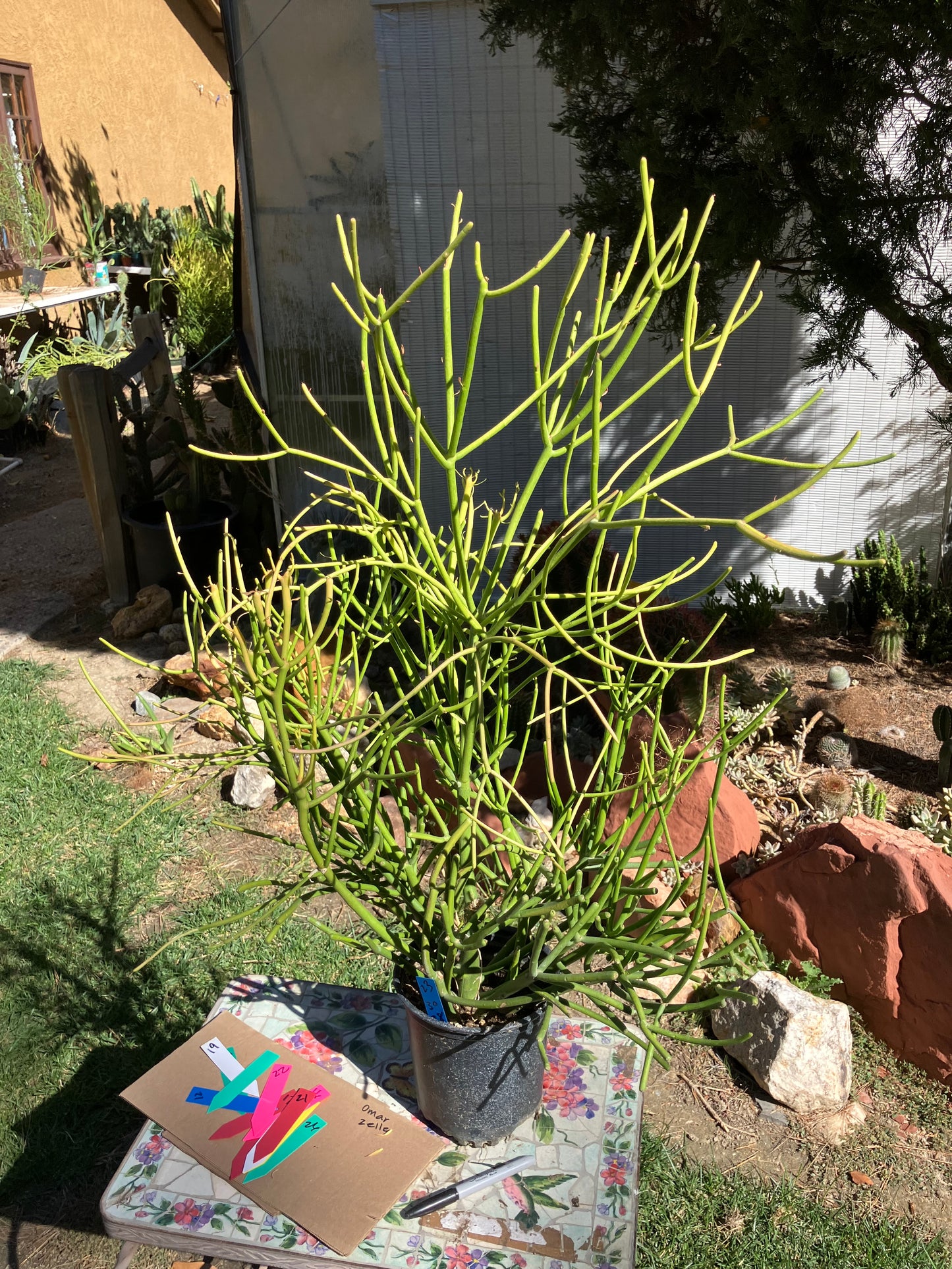 Euphorbia tirucalli Fire Stick Cactus/Succulent 30"Tall 28"Wide #23B