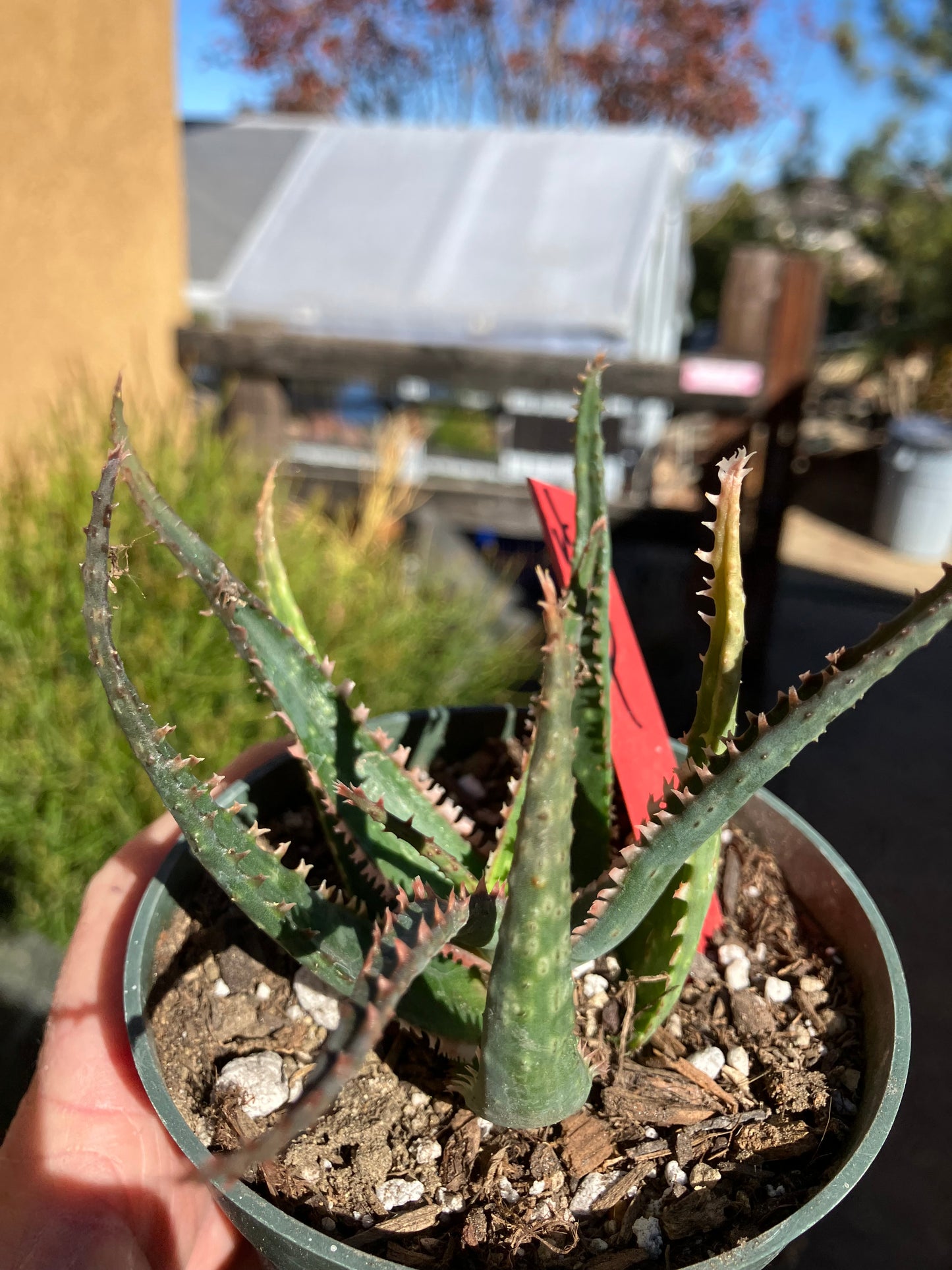 Aloe  Swordfish Succulent 4" Wide #4R