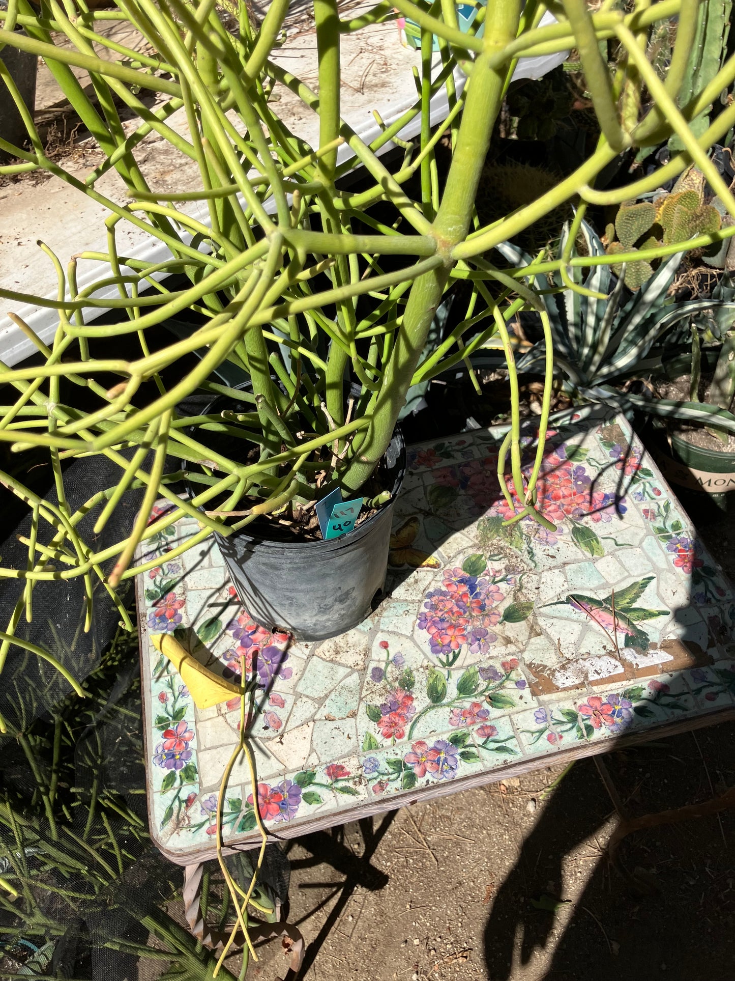 Euphorbia tirucalli Pencil Cactus/Succulent 40"Tall 17"Wide #117G