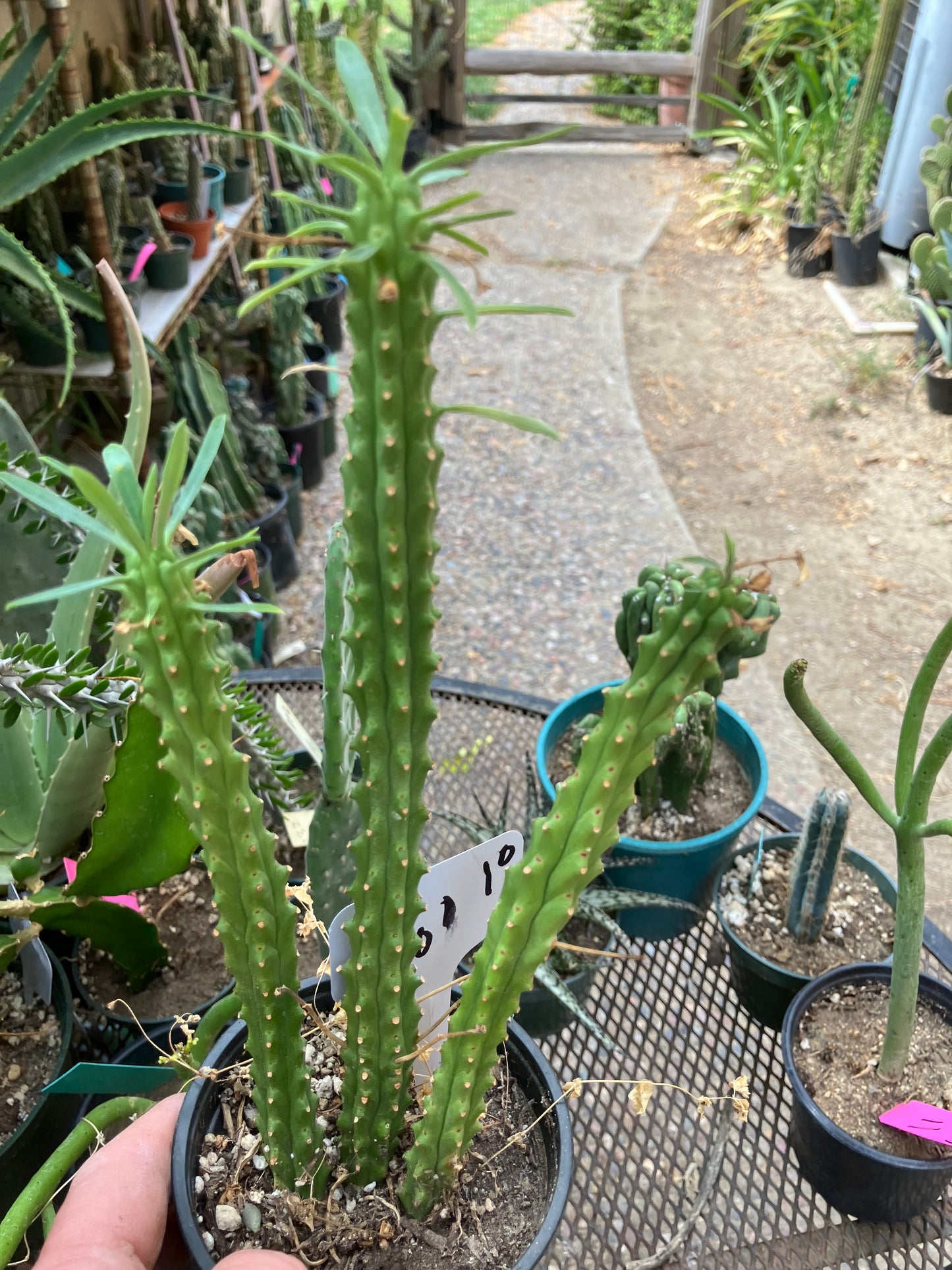 Euphorbia loricata African Palm Tree 10"Tall #100W