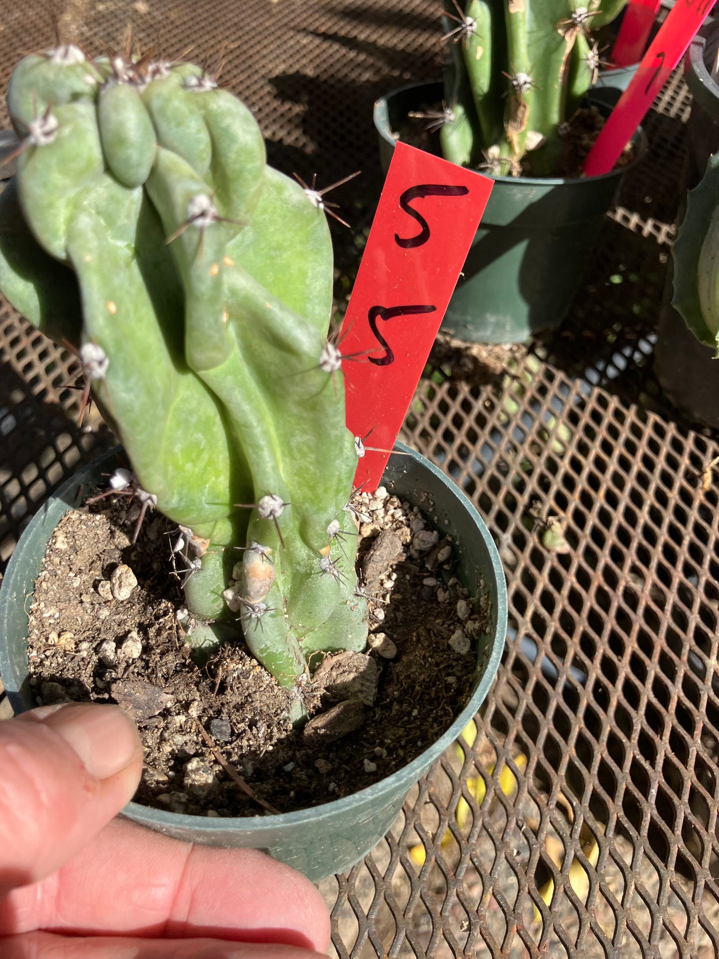 Cereus Peruvianus Monstrose Night Blooming 5”Tall #5R