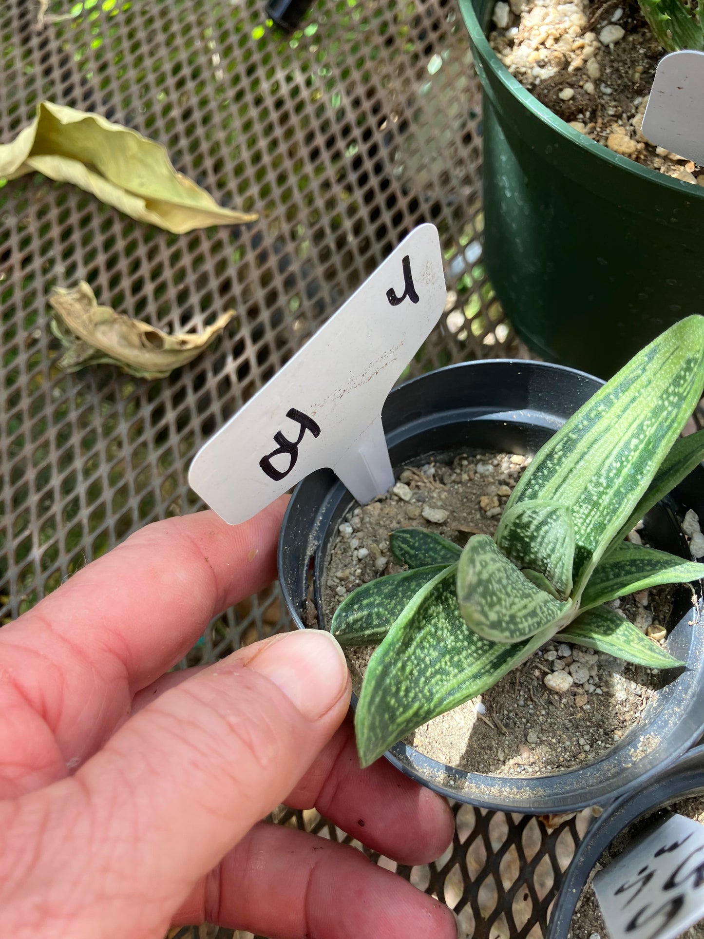 Gasteria Little Warty 3.5”Wide #35W