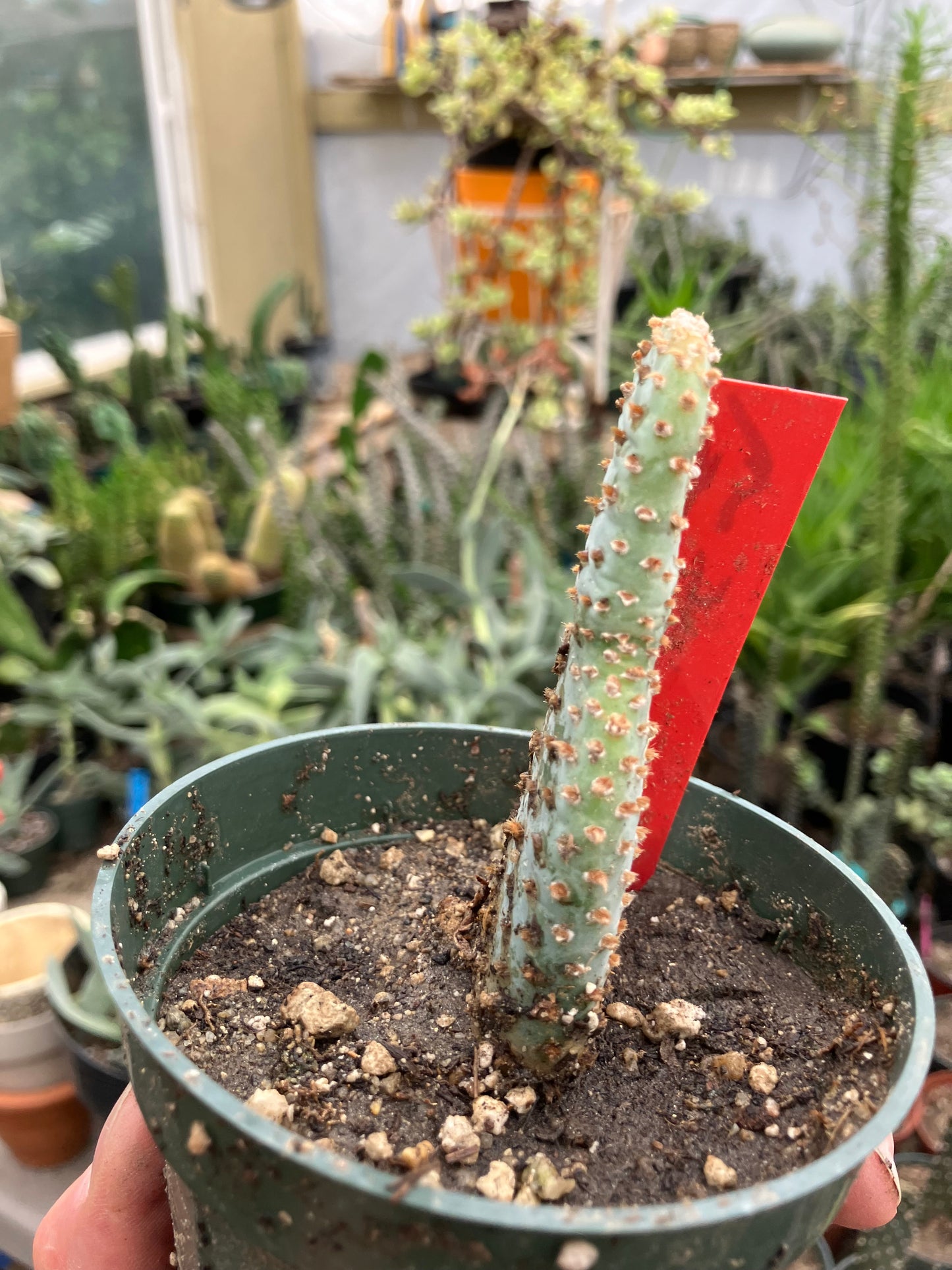 Opuntia Basilaris Beavertail Cactus 4"Tall #54R