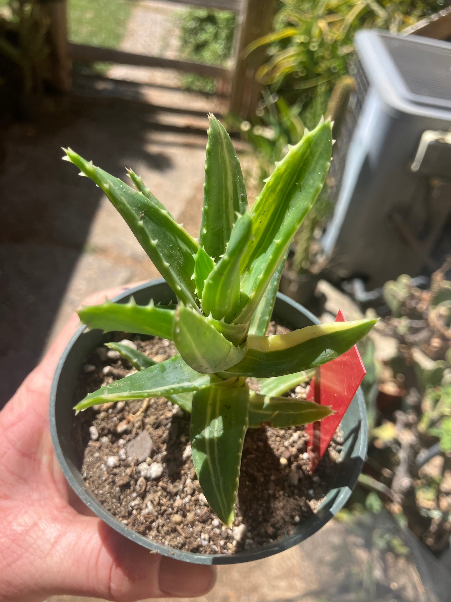 Aloe nobilis Variegated Succulent 3" Tall #R