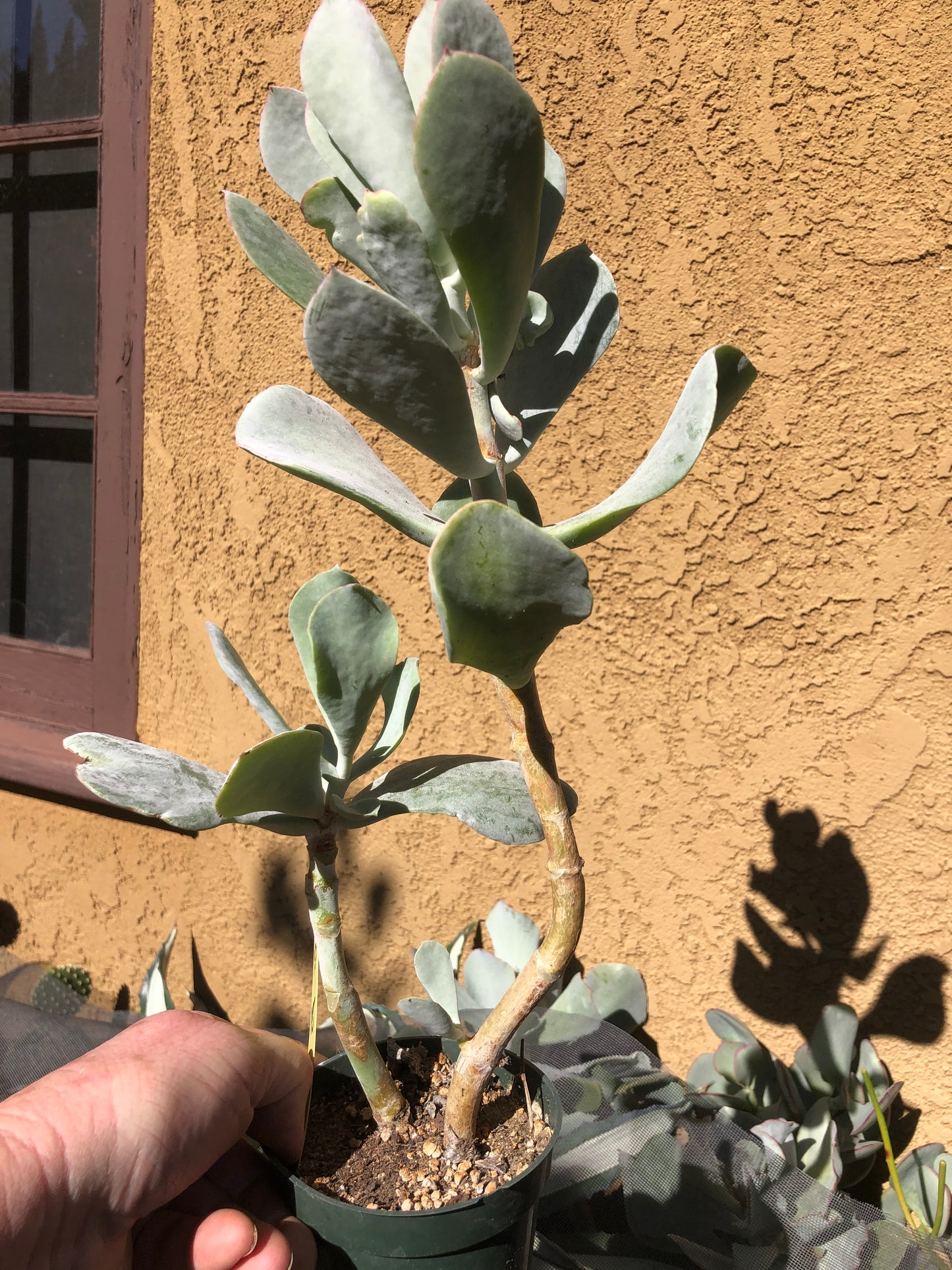 Cotyledon Silver Waves Succulent 15"Tall #150Y