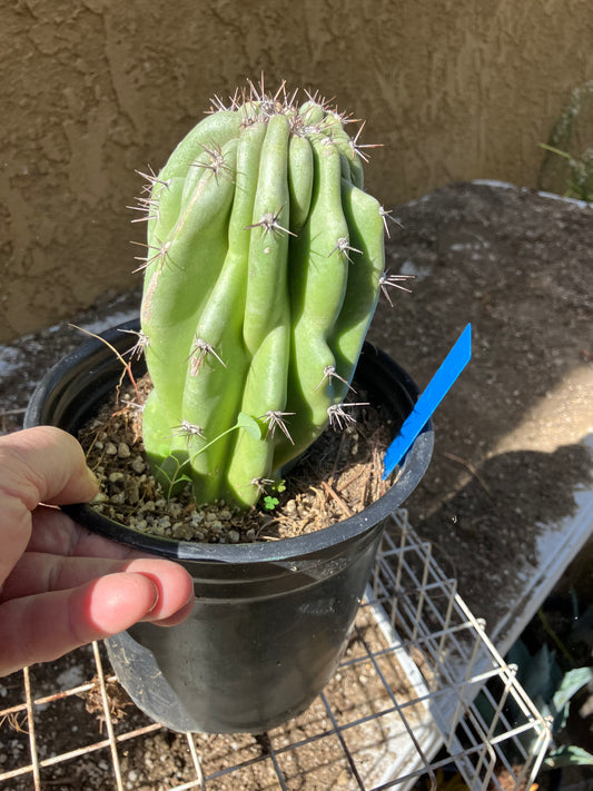 Cereus Peruvianus Monstrose Night Blooming 6"Tall #61B