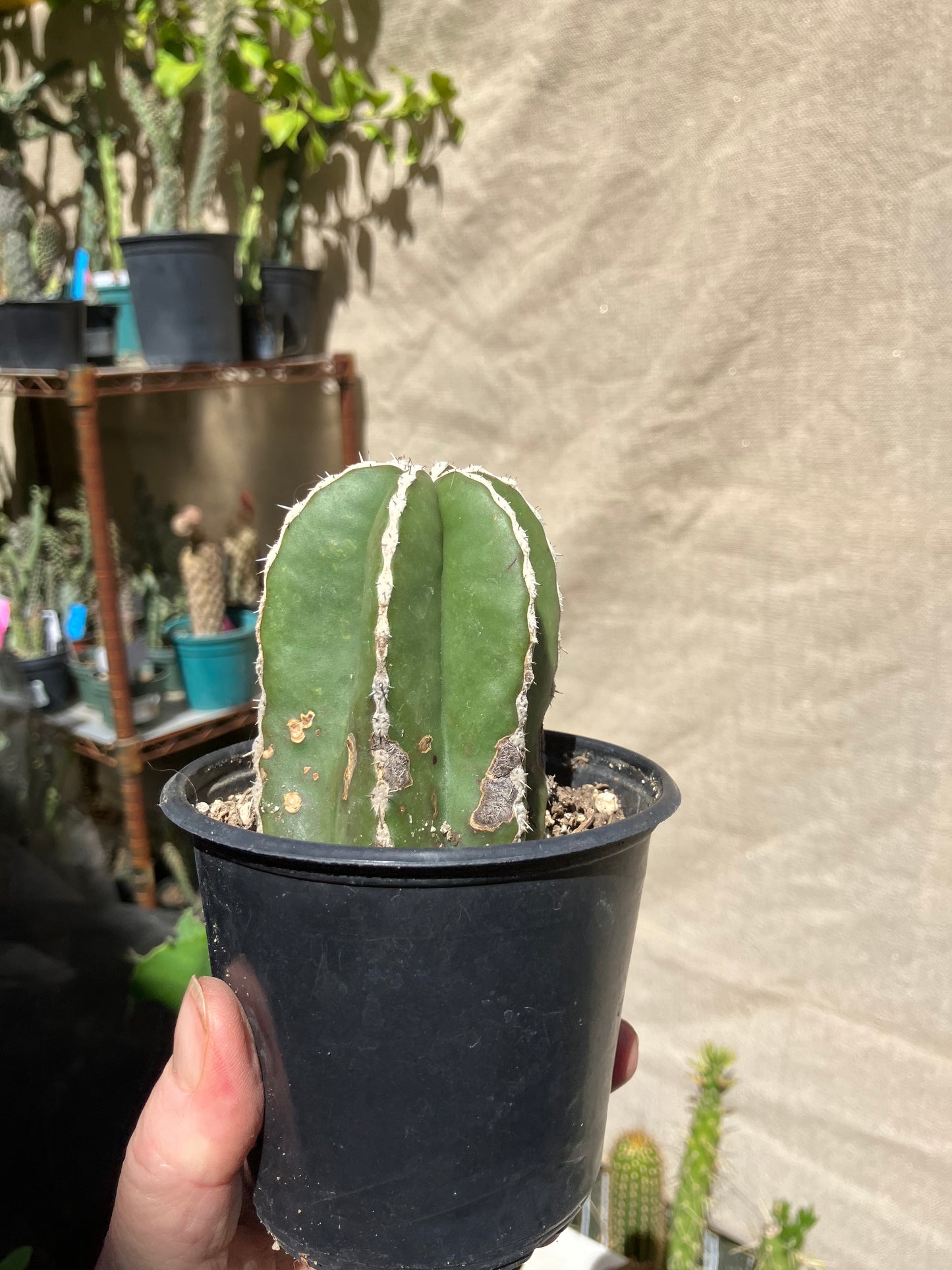 Pachycereus marginatus 
 Mexican Fence Post Cactus 3"Tall