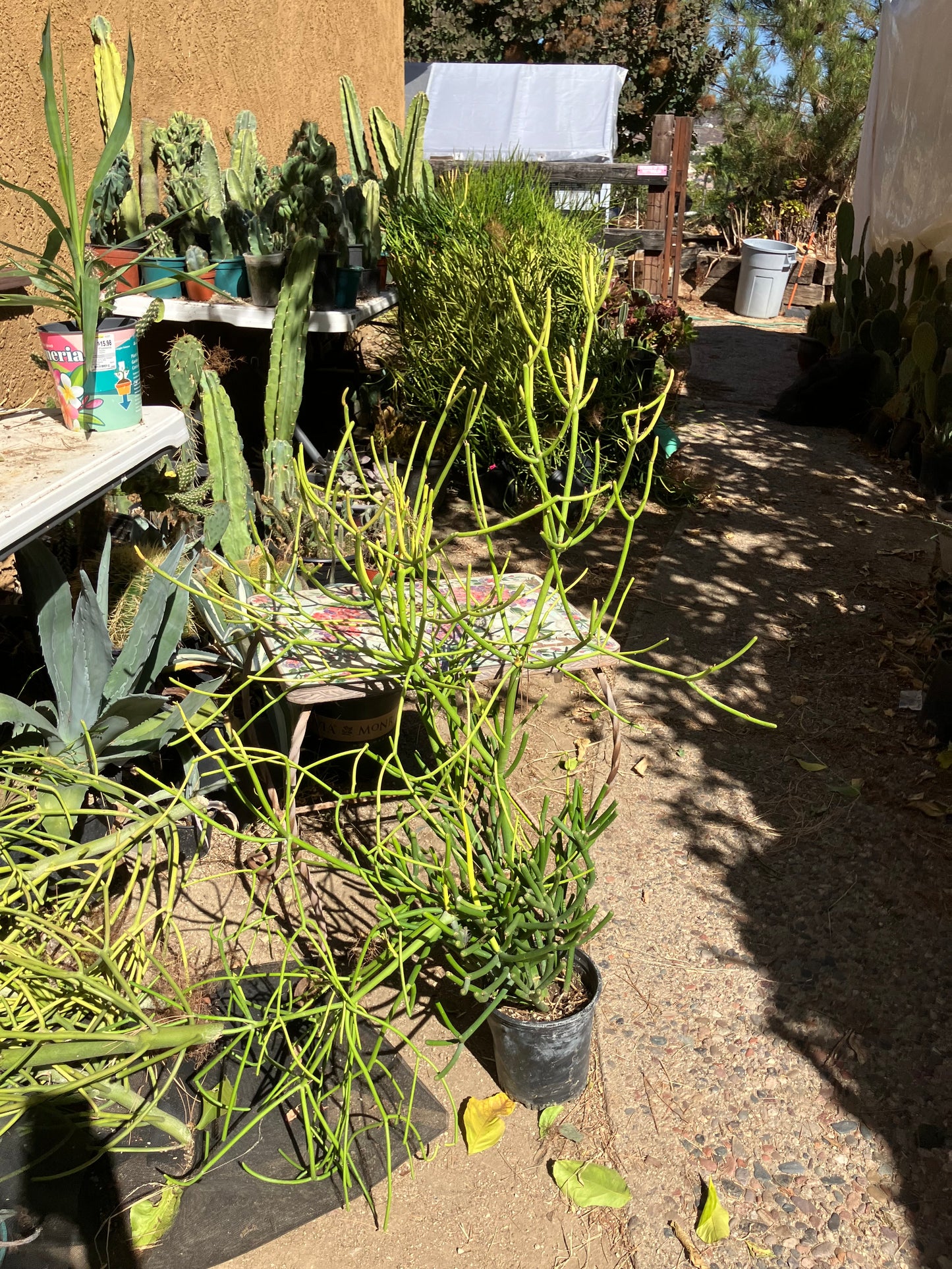 Euphorbia tirucalli Pencil Cactus/Succulent 39"Tall 23"Wide #10G