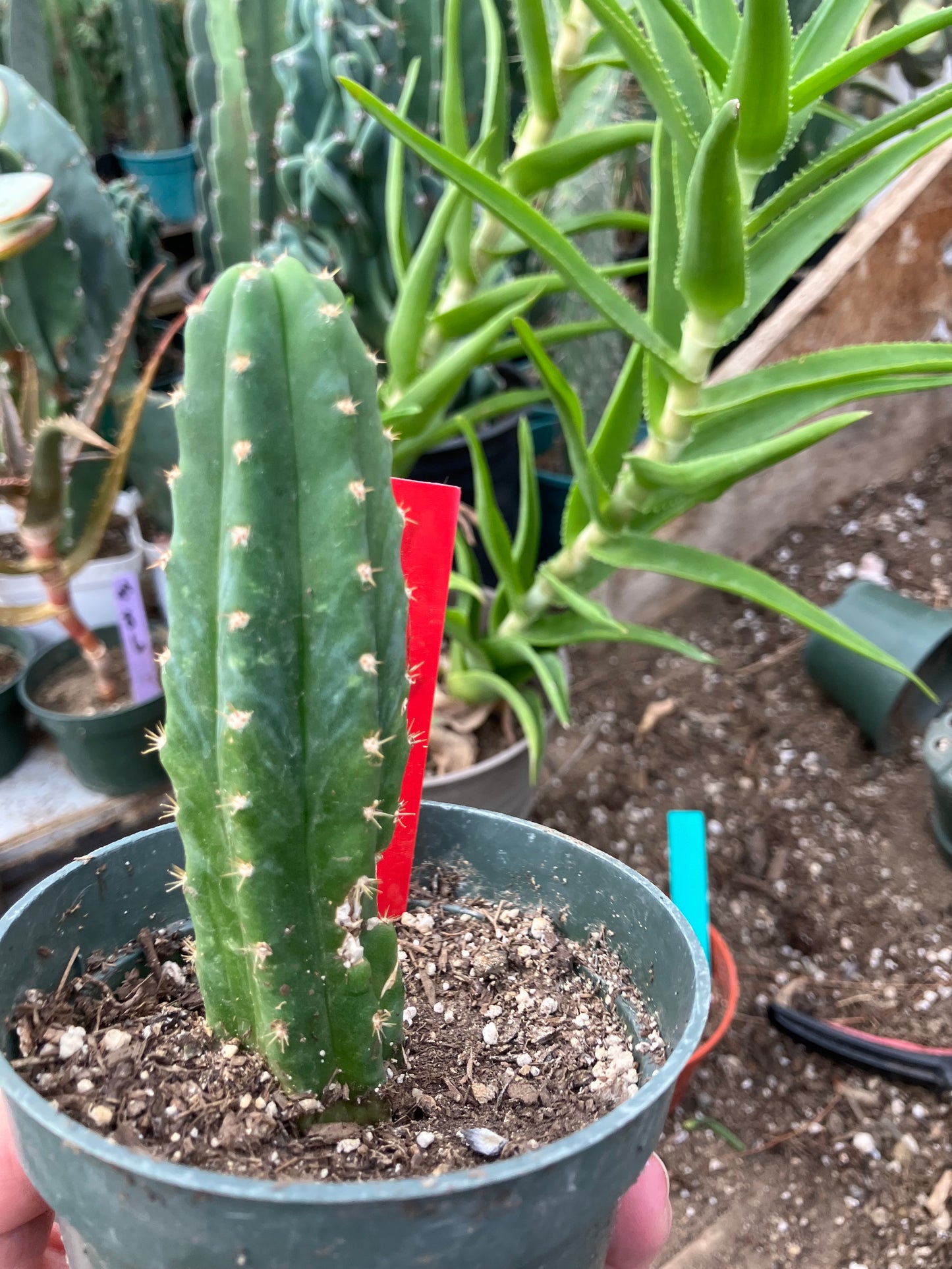San Pedro Cactus - Trichocereus pachanoi 4.5"Tall #1R