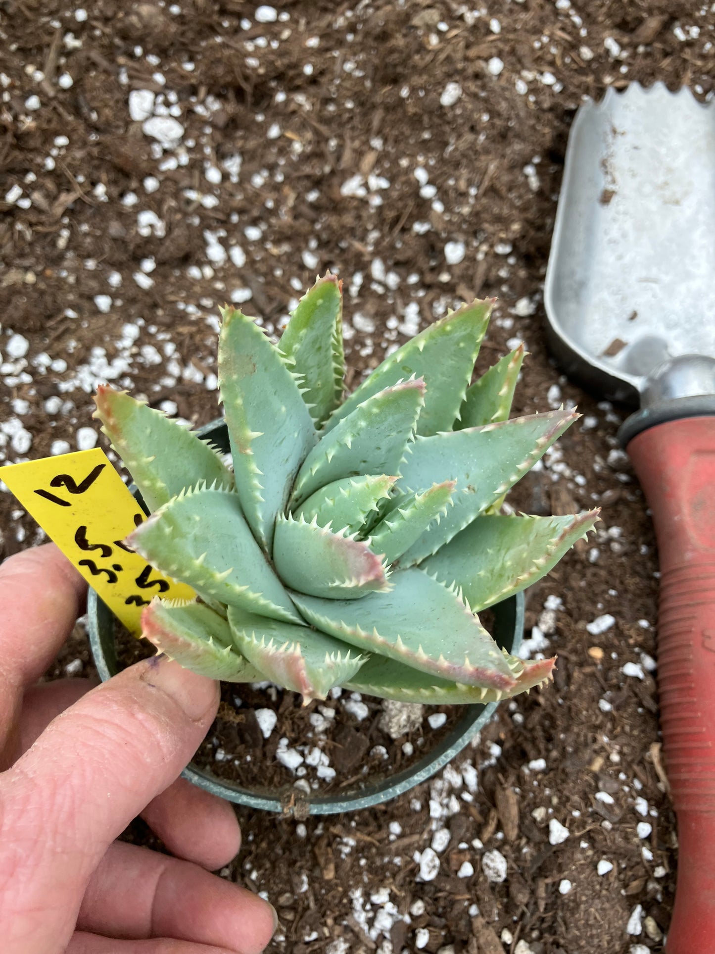 Aloe Brevifolia Short Leaf Aloe  Succulent 3.5"W 3.5"Tall #12Y