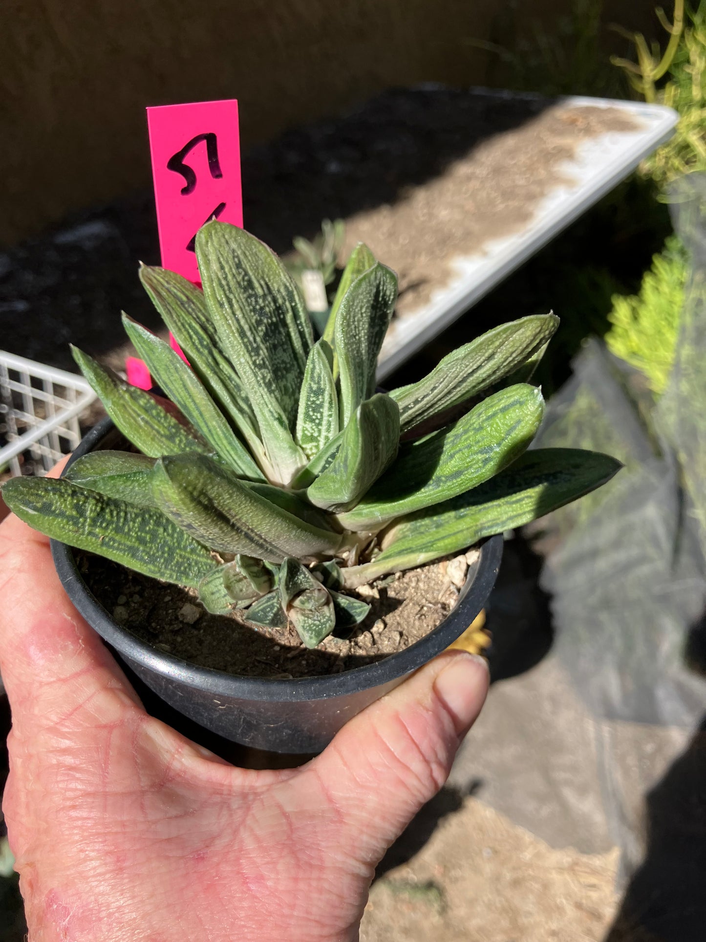 Gasteria Succulent Little Warty 5”Wide #51P