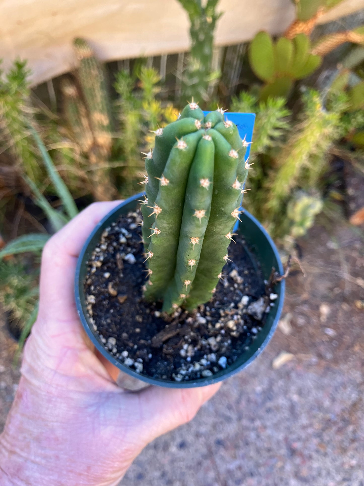 San Pedro Cactus - Trichocereus pachanoi 5"Tall #15B