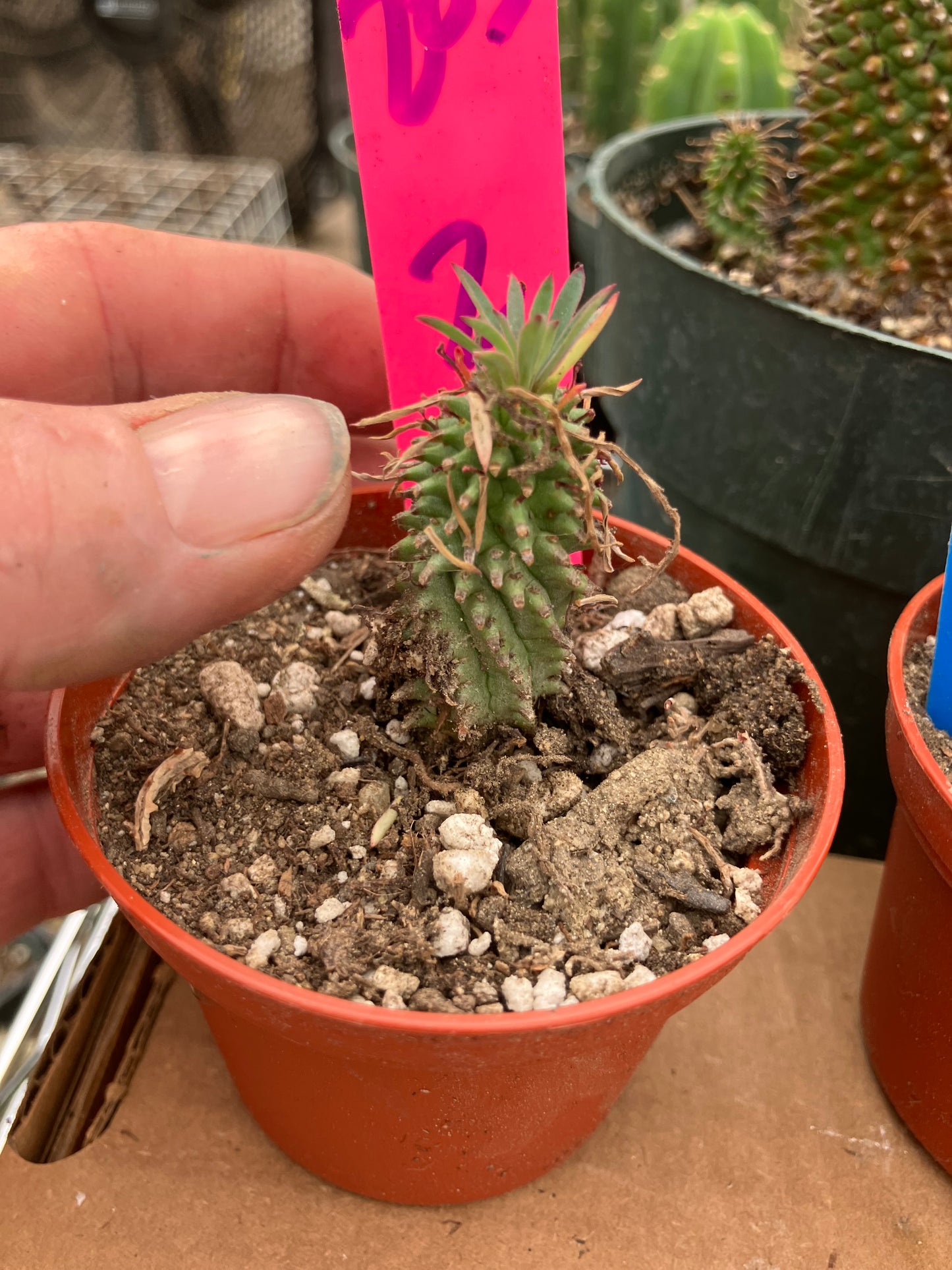 Euphorbia Twinkle Twirl  2" Tall #203P