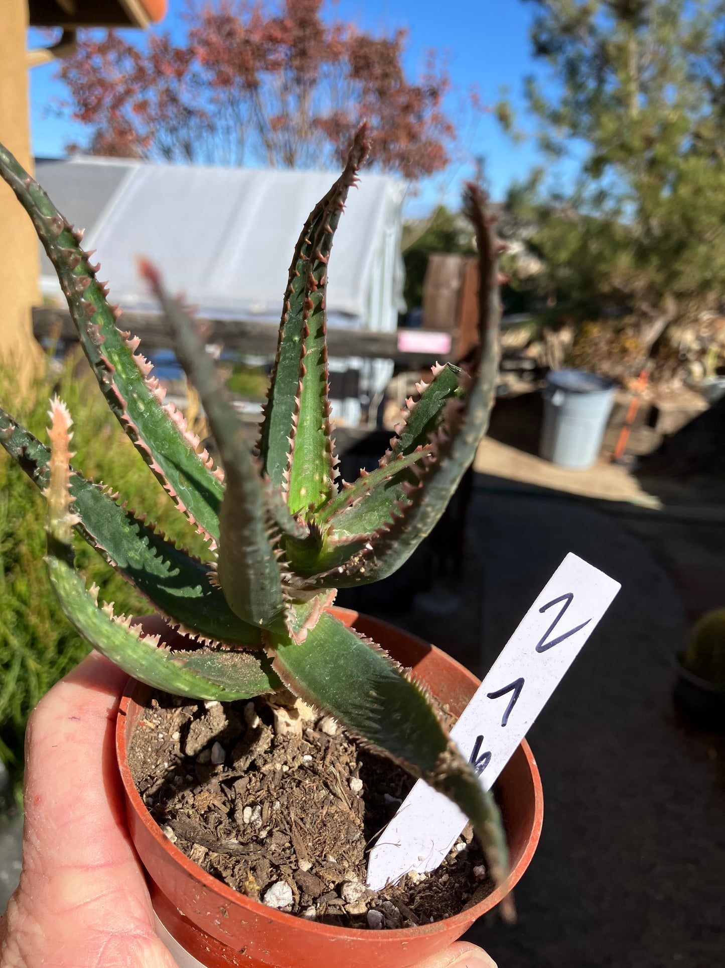 Aloe  Swordfish Succulent 7" Wide #2W