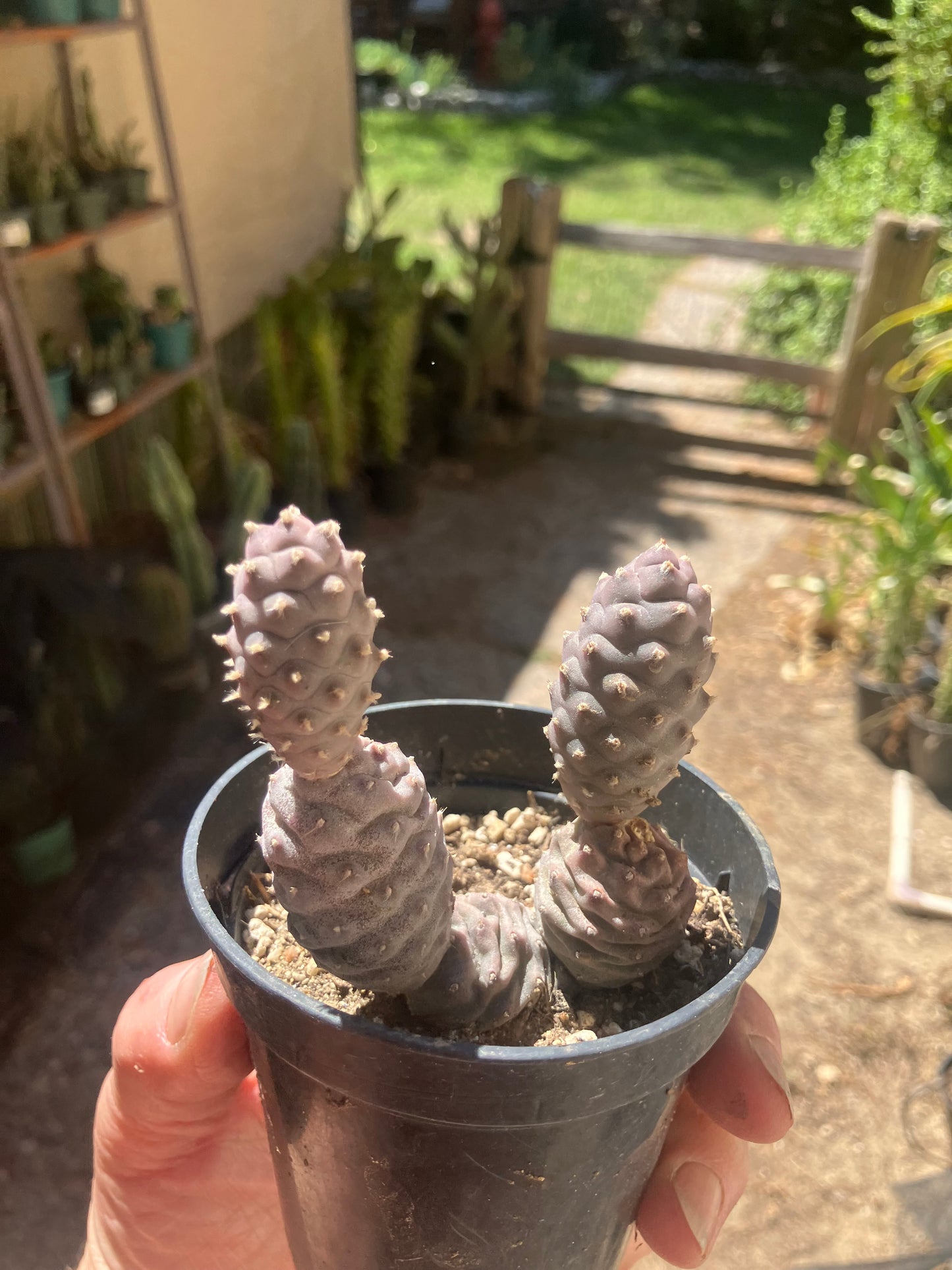 Pine Cone Cactus  Tephrocactus~ articulatus   var. diadematus Pinecone 2.5"Tall