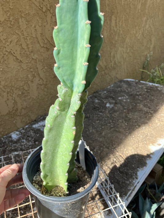 Cereus Peruvianus  Night Blooming 16"Tall#166W