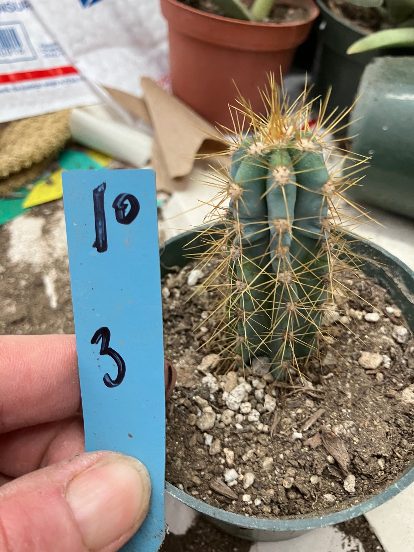 Pilosocereus Blue Azureus 3"Tall #10B