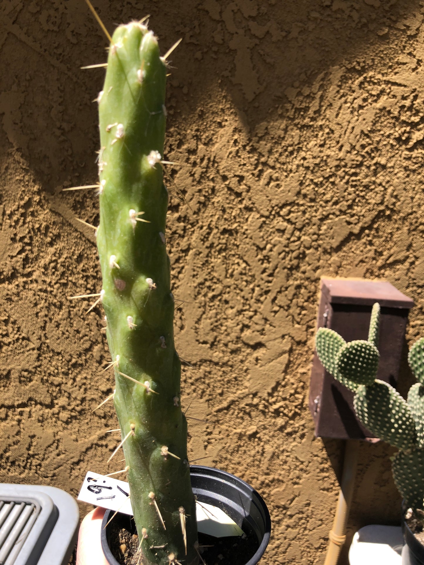 Austrocylindropuntia Full Size Eve's Needle 10.5"Tall #19Y