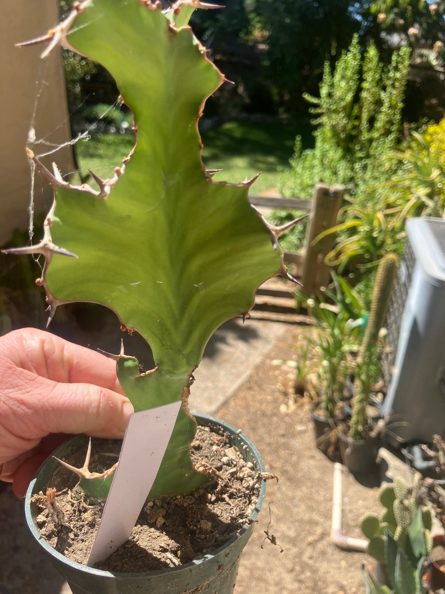 Euphorbia pseudocactus Zig Zag 8”Tall #81W