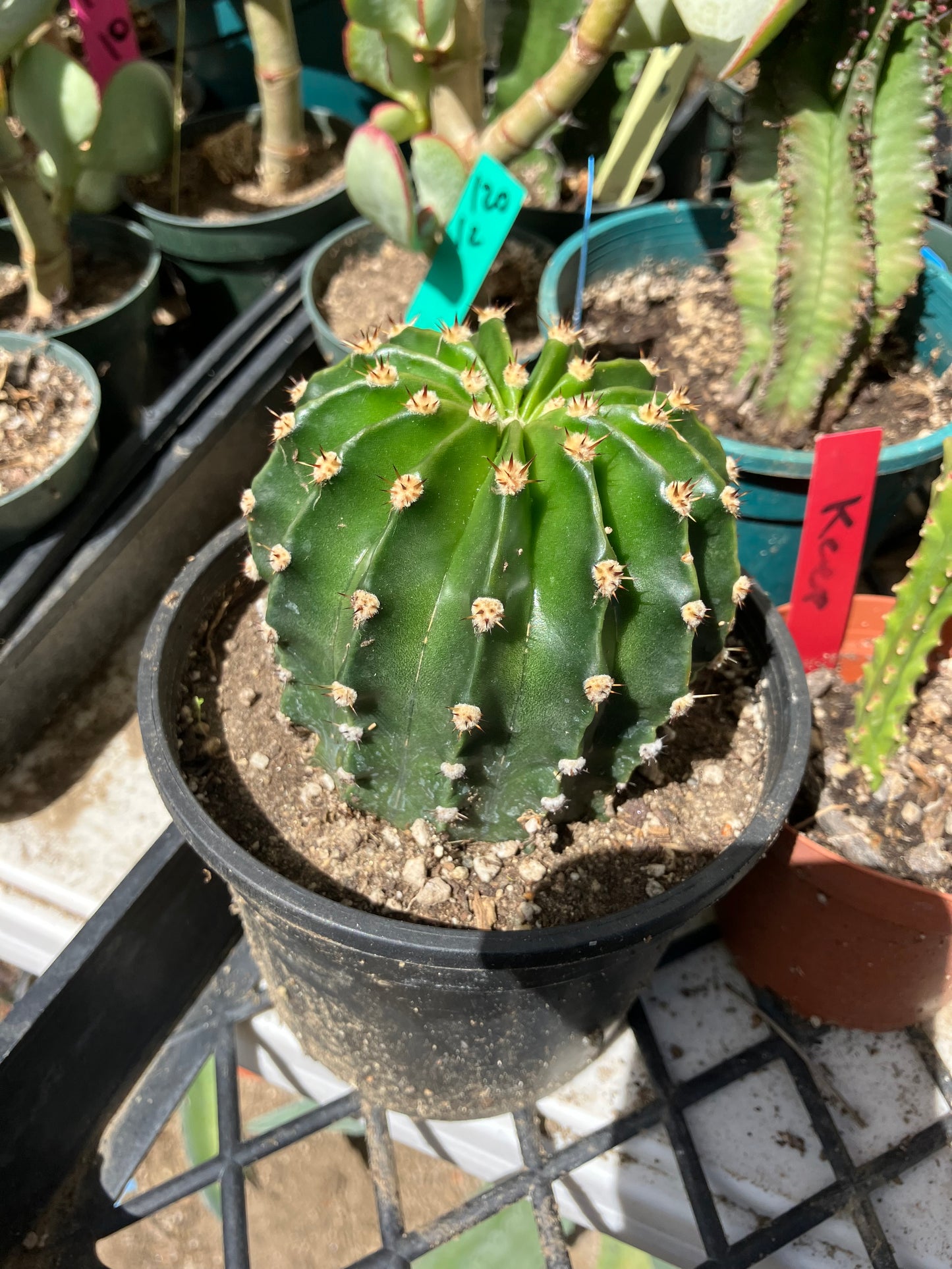 Echinopsis oxygona Hot Pink Easter Lily 3" Diameter  #14Y