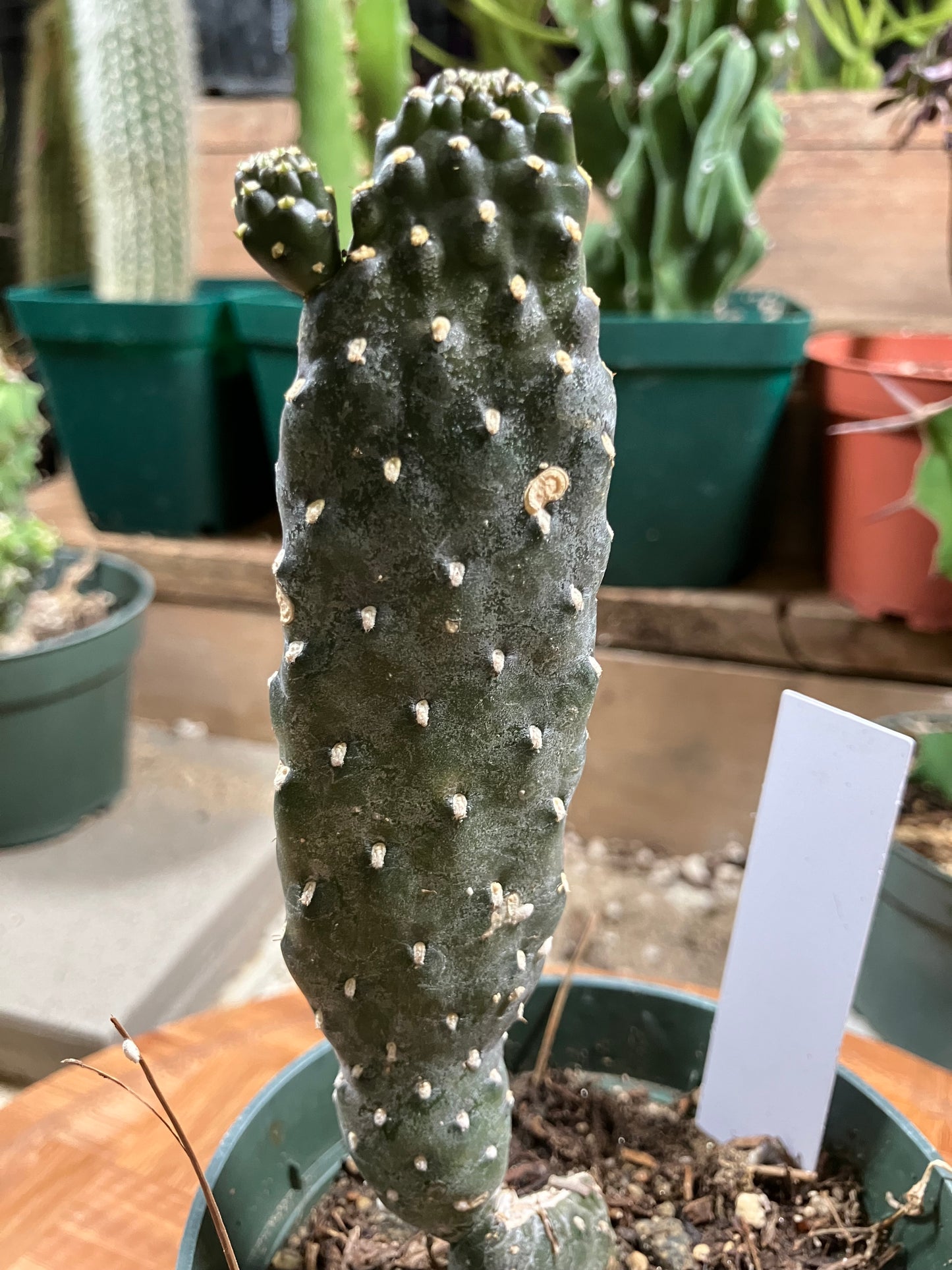 Consolea Rubescens Road Kill 6”Tall #61W Cactus