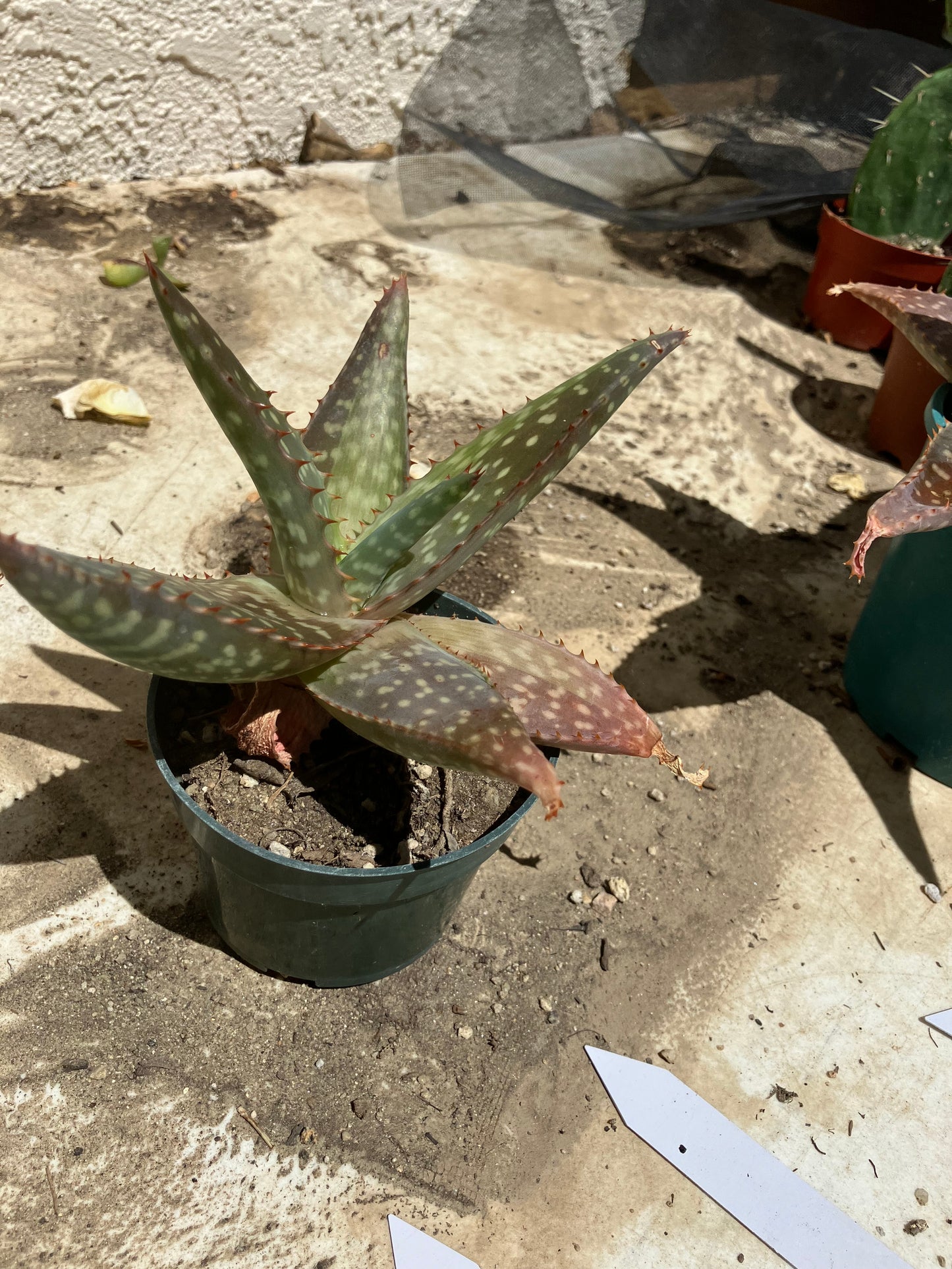 Aloe ~maculata "Soap Aloe" 6" Wide  #28W