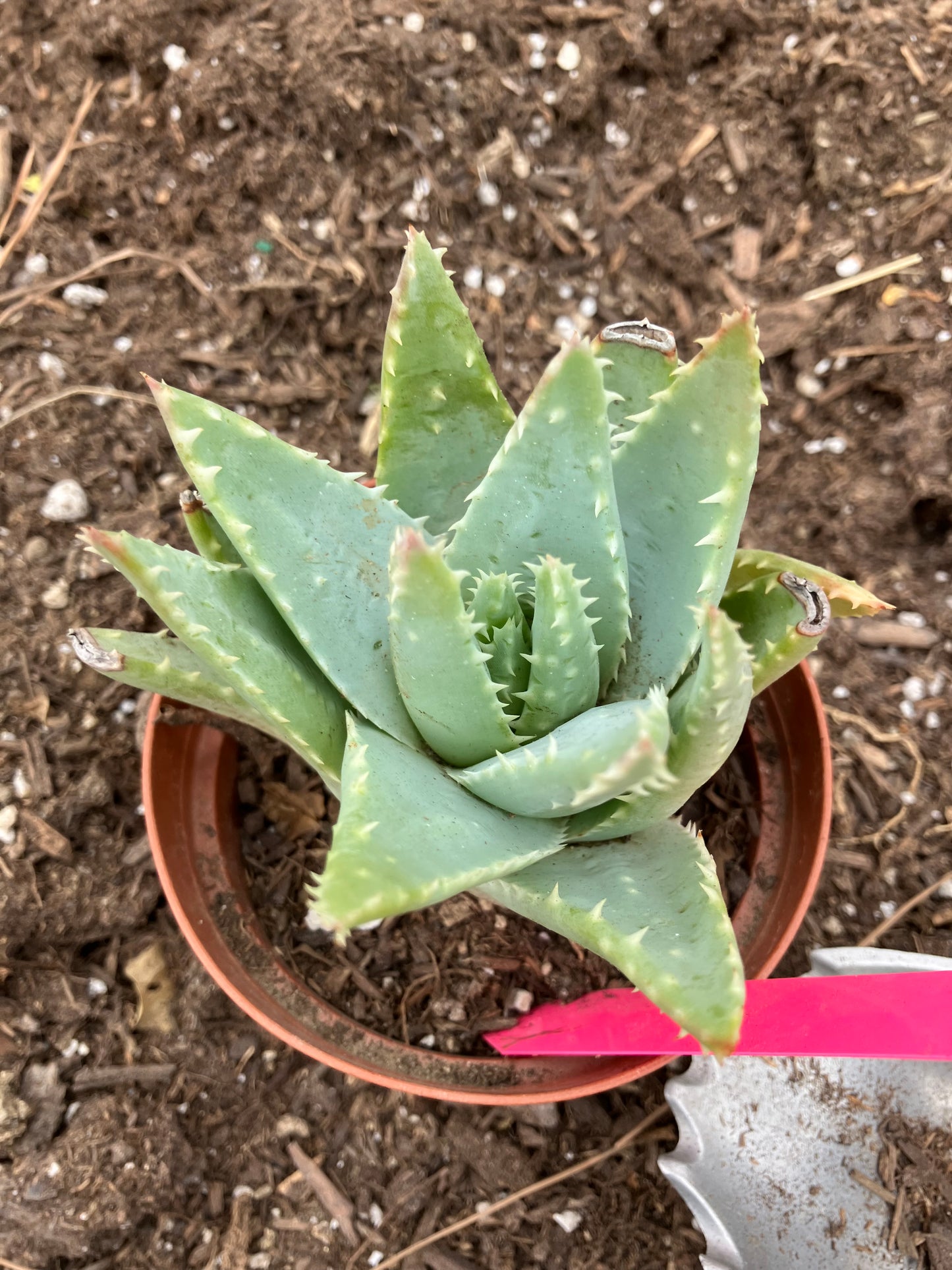 Aloe Brevifolia Short Leaf Aloe  Succulent 3" Wide #21P