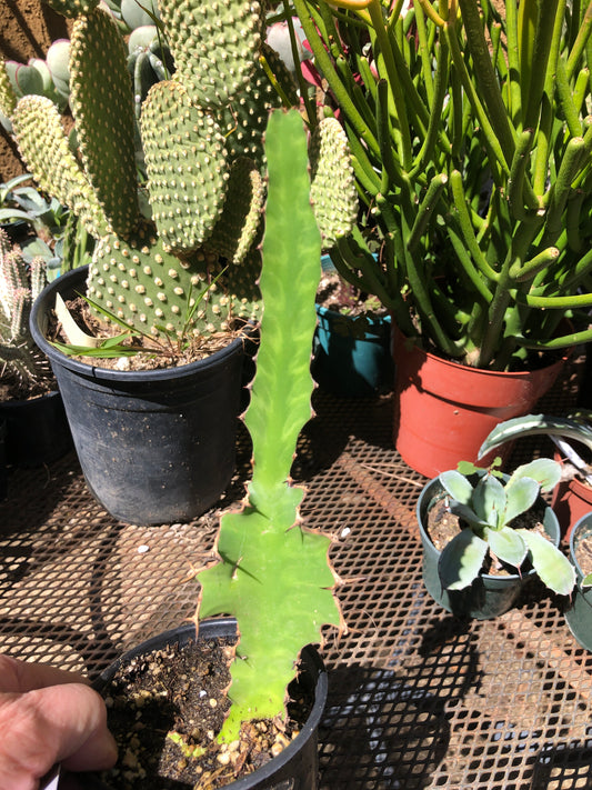 Euphorbia pseudocactus Zig Zag 8”Tall