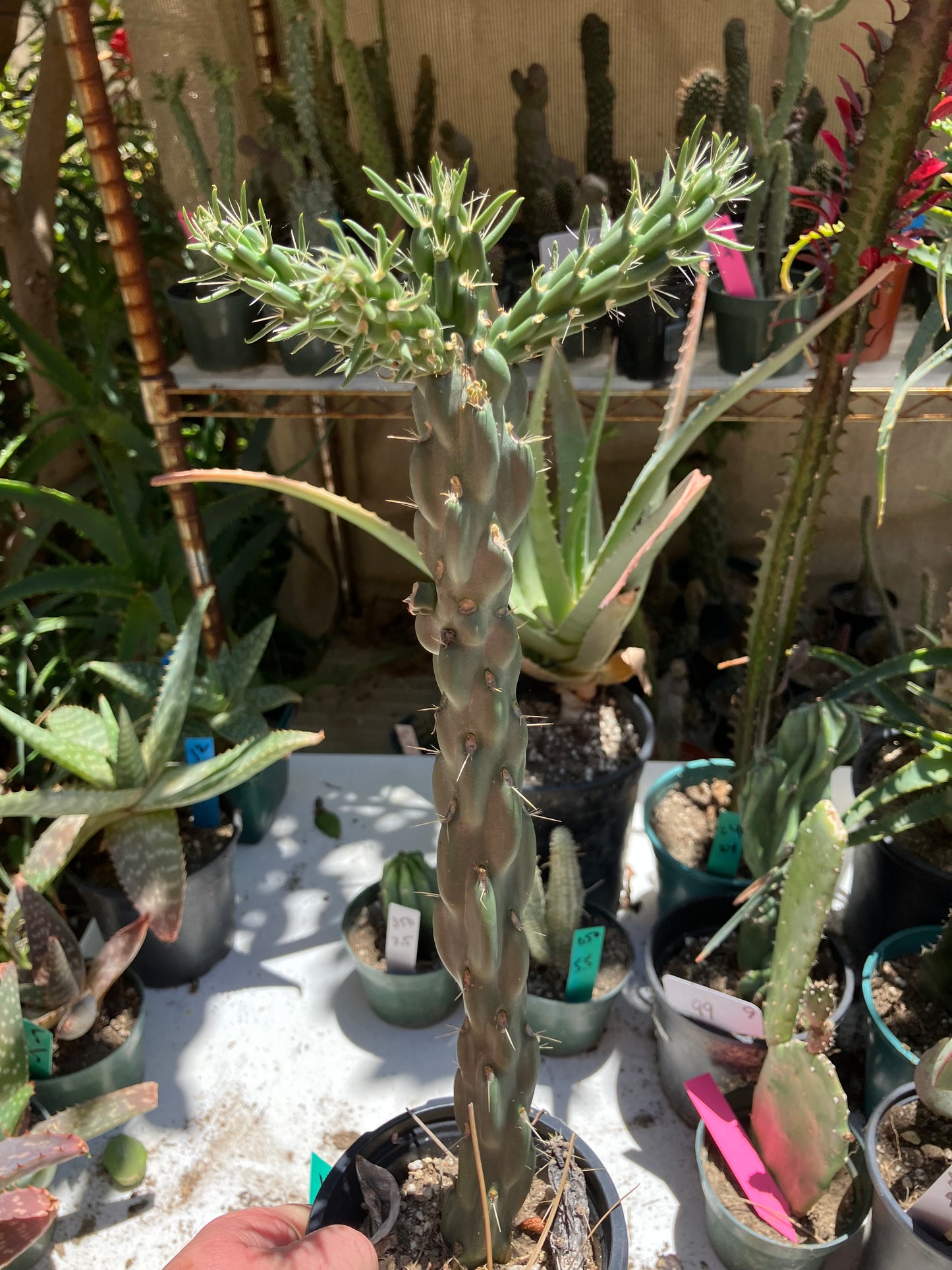 Cholla Cylindropuntia  Buckhorn  Cactus 13”Tall #13G*