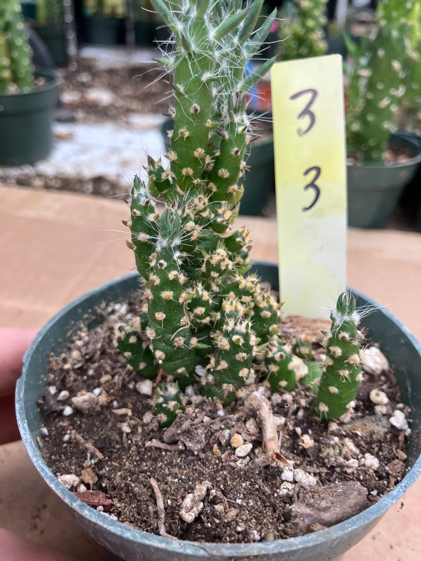 Austrocylindropuntia Cactus Gumbi Mini Eve's Needle 3"Tall #3Y