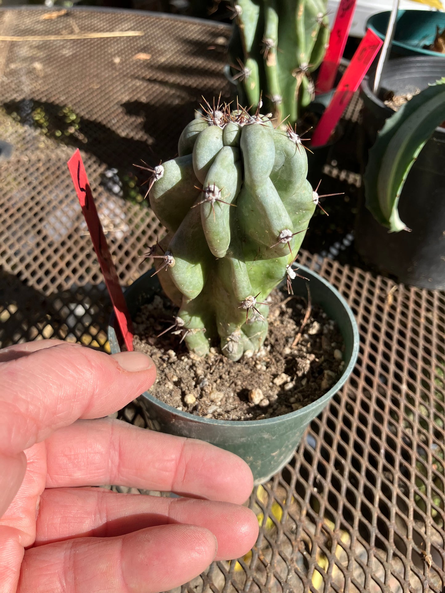 Cereus Peruvianus Monstrose Night Blooming 5”Tall #5R