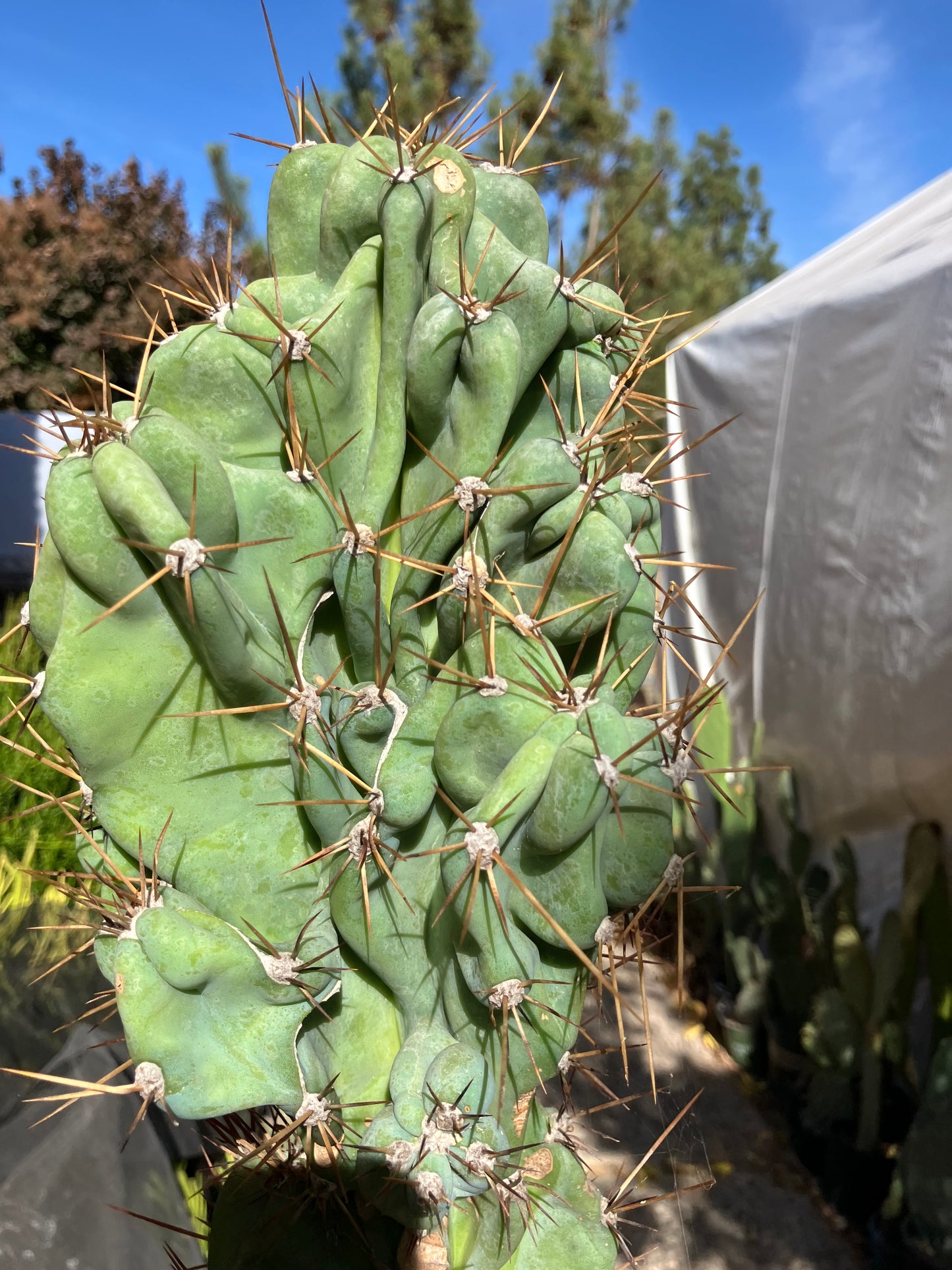 Cereus Peruvianus Monstrose Night Blooming 15”Tall #157B