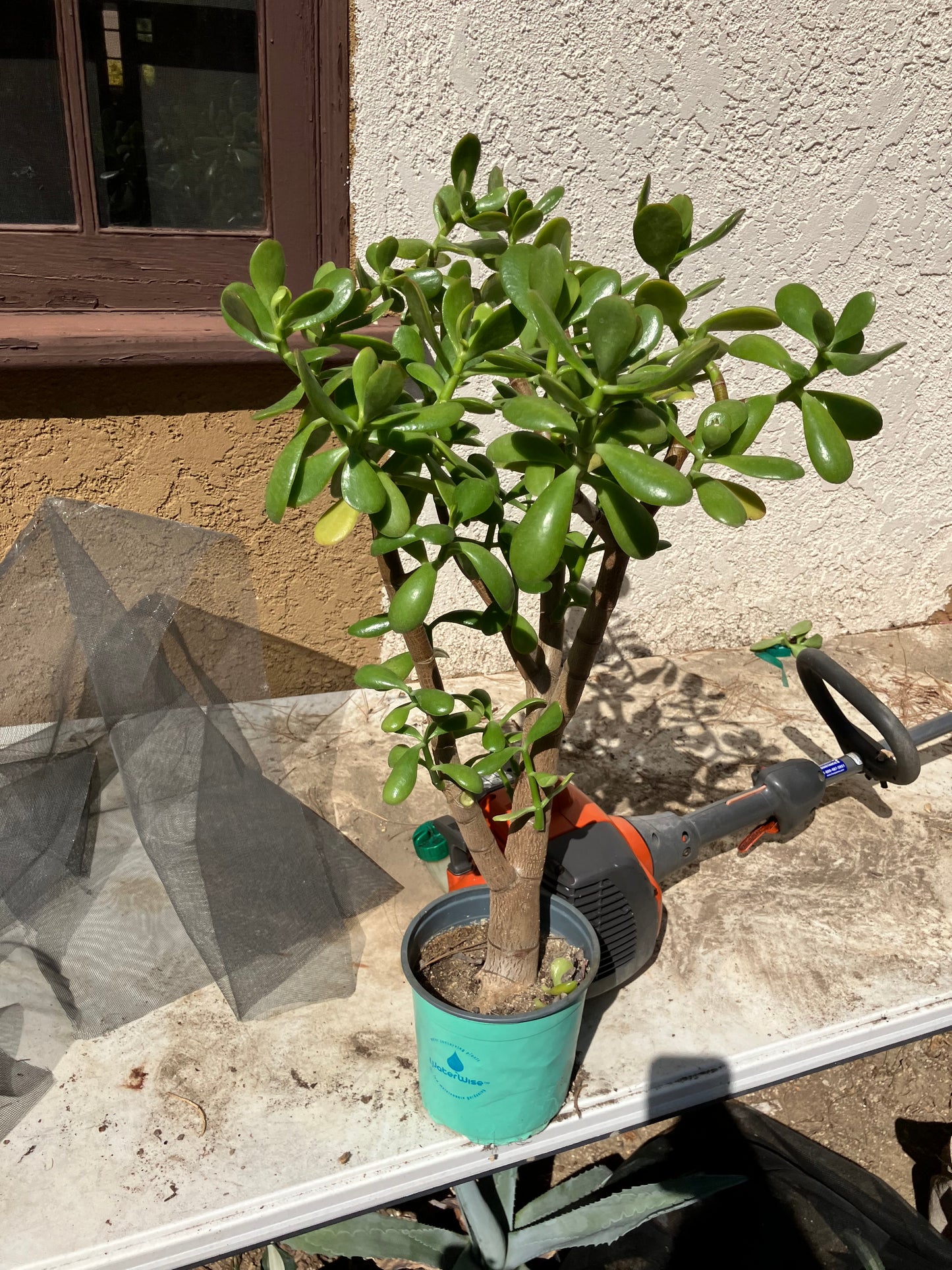 Crassula Ovata Money Jade 23”T 20”W #231W