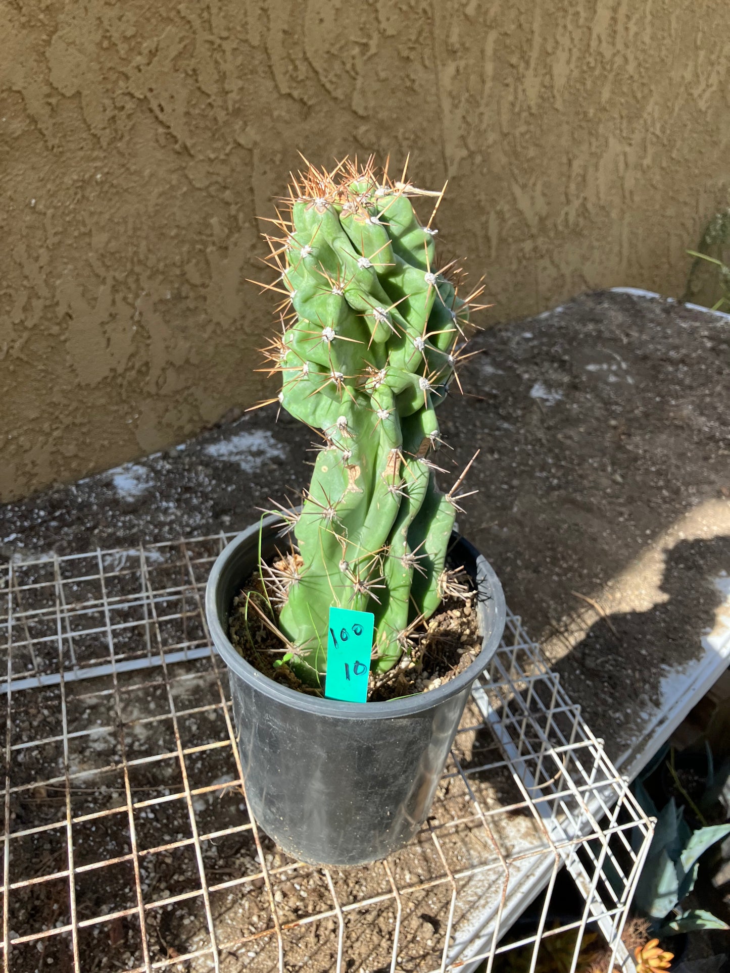 Cereus Peruvianus Monstrose Night Blooming 10"Tall #100G