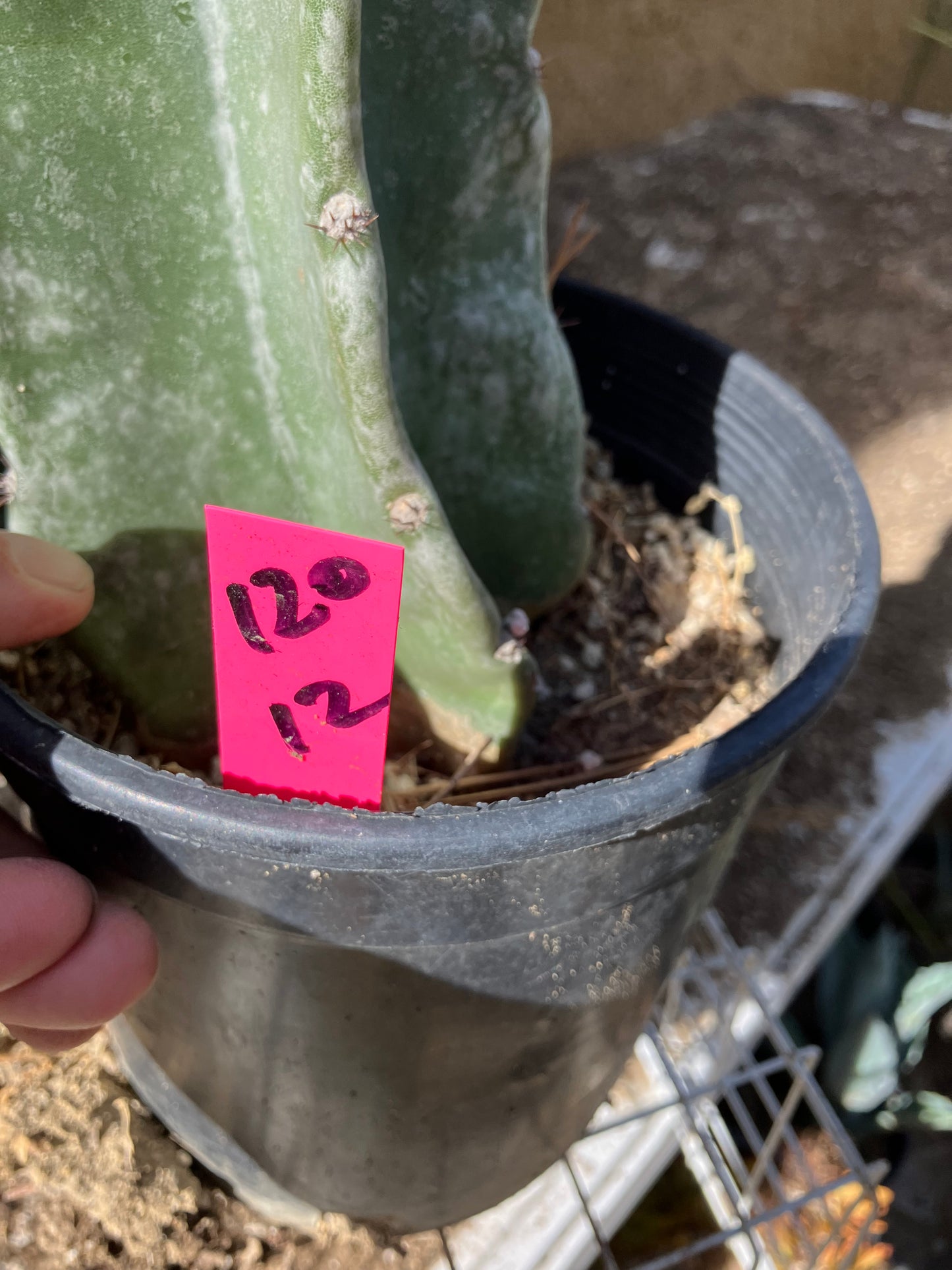 Cereus Peruvianus  Night Blooming 12"Tall  #120P