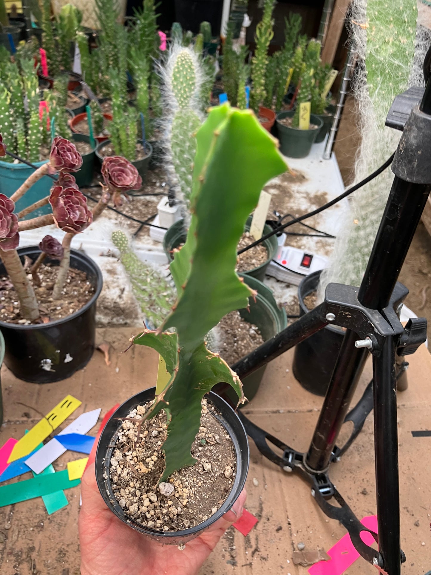 Euphorbia pseudocactus Zig Zag 9”Tall #102Y