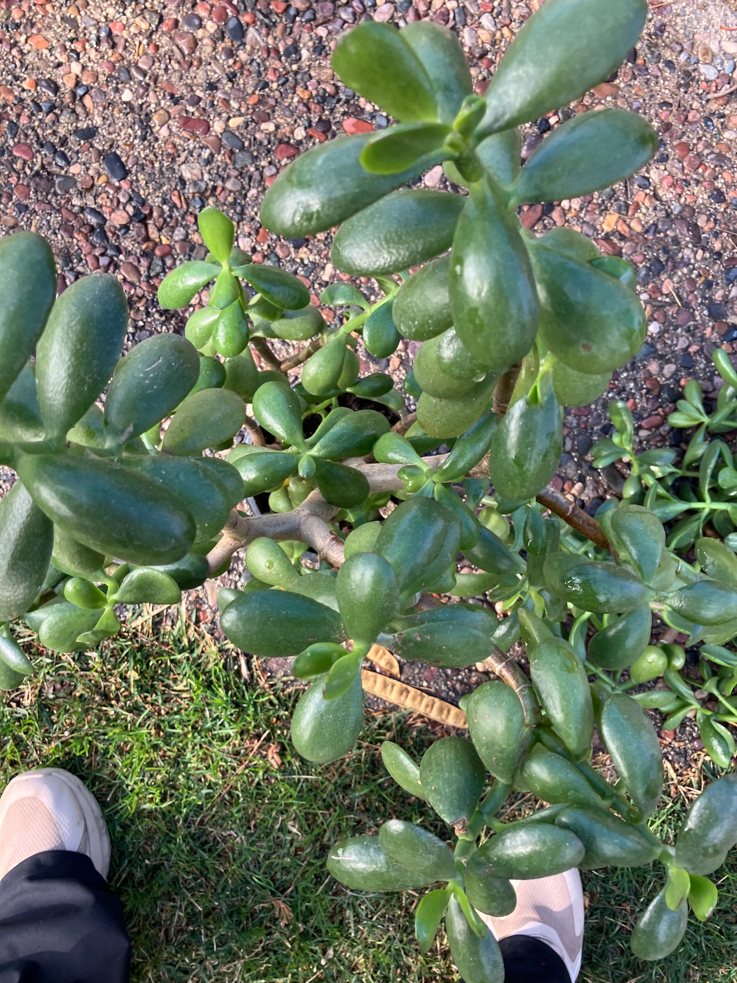 Crassula Ovata Money Jade 22”T 16"W #6Y